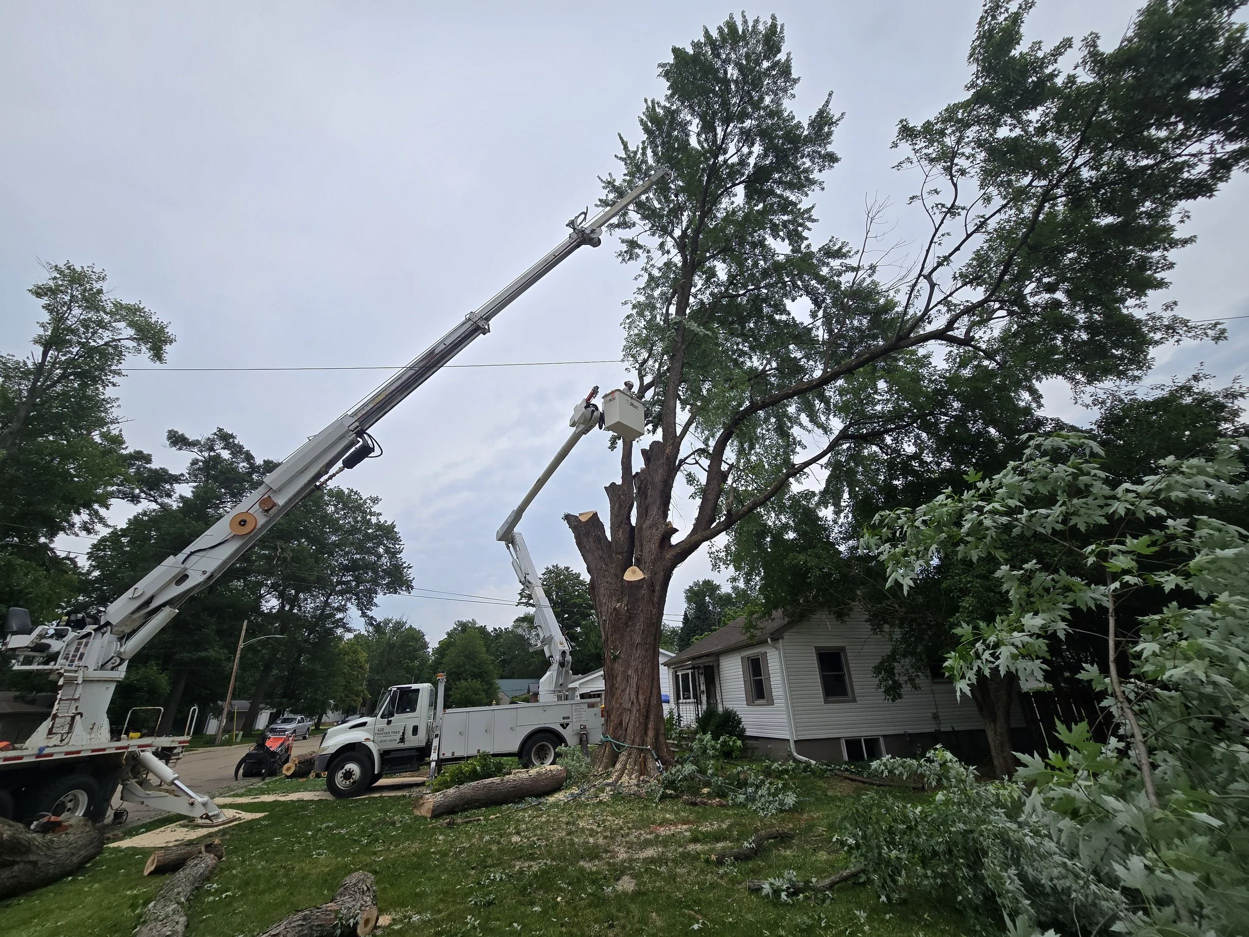 Meghan Brooks stems.jpg