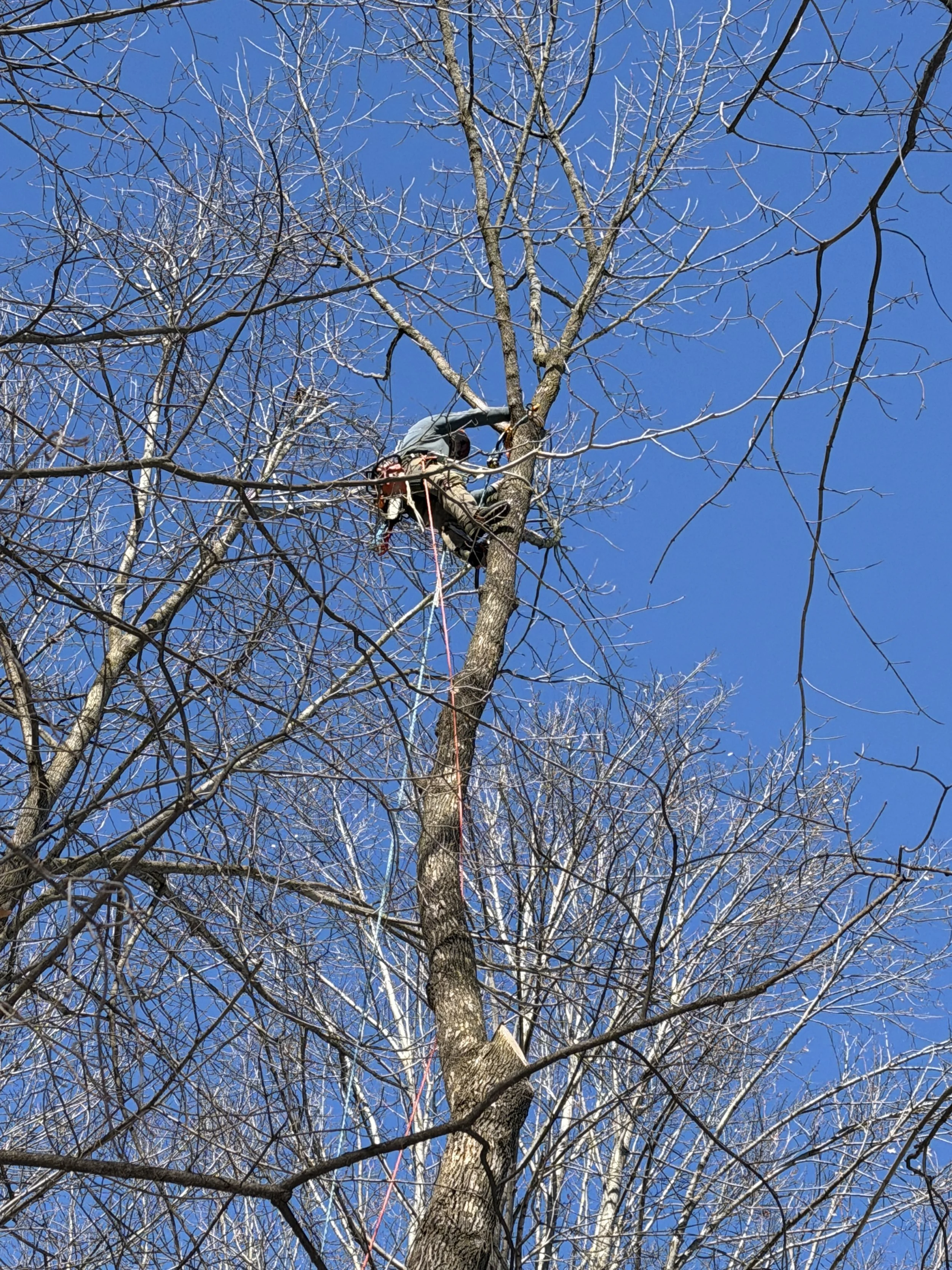 Tree removal in Green Bay Wisconsin requiring climbing and dismantling