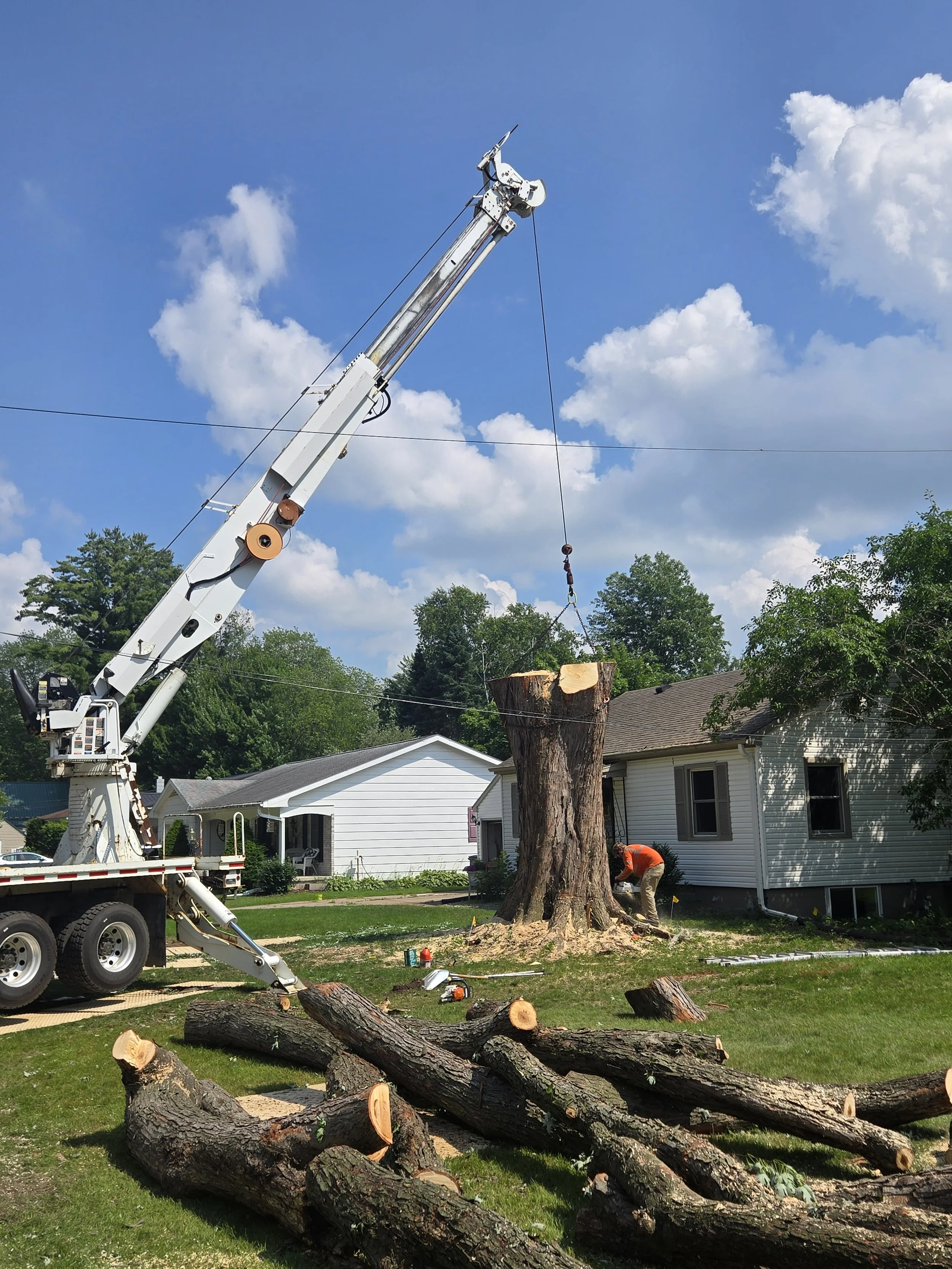 Meghan Brooks maple trunk 3.jpg