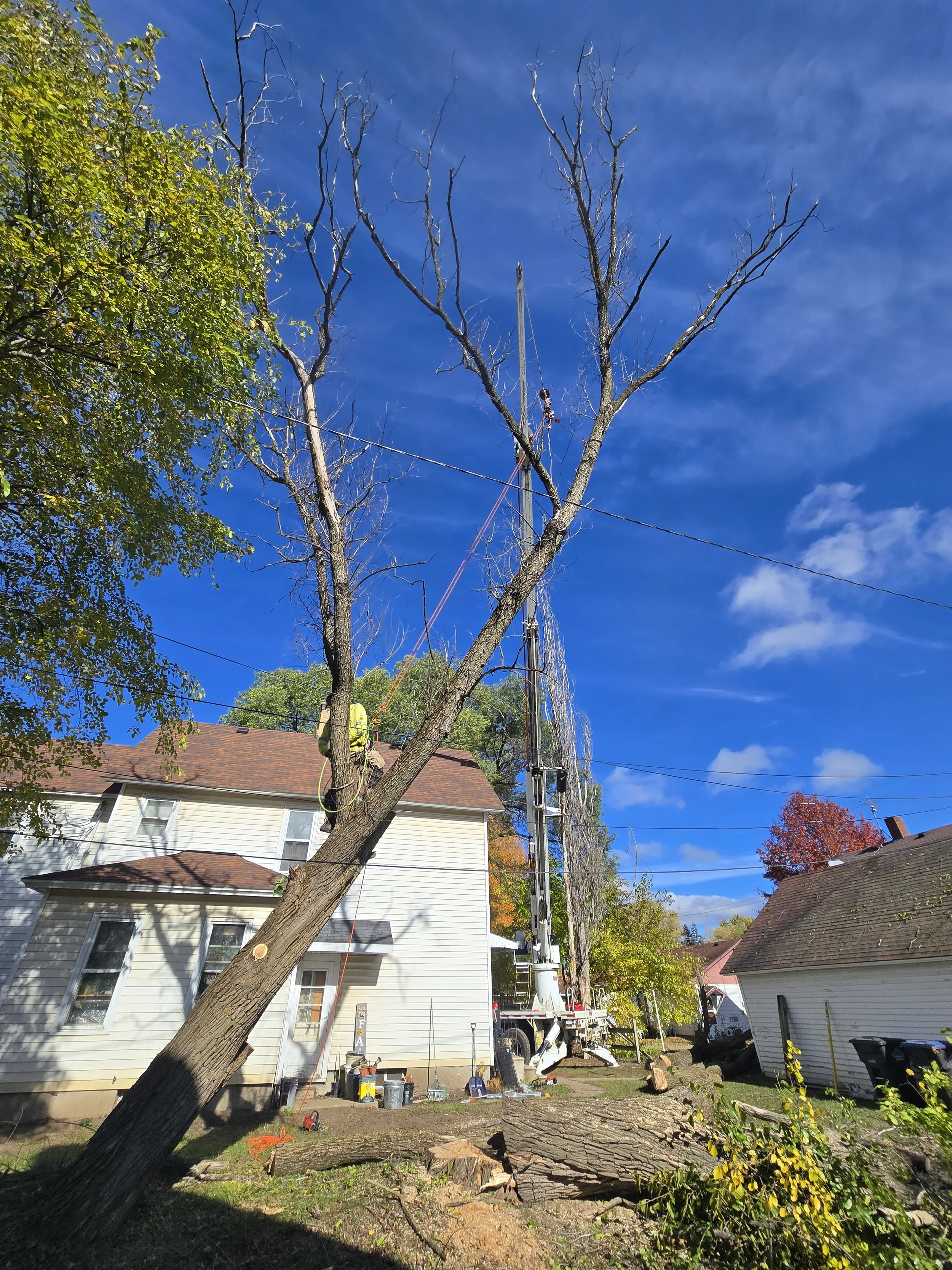 Julie Schoenike tree 5.jpg