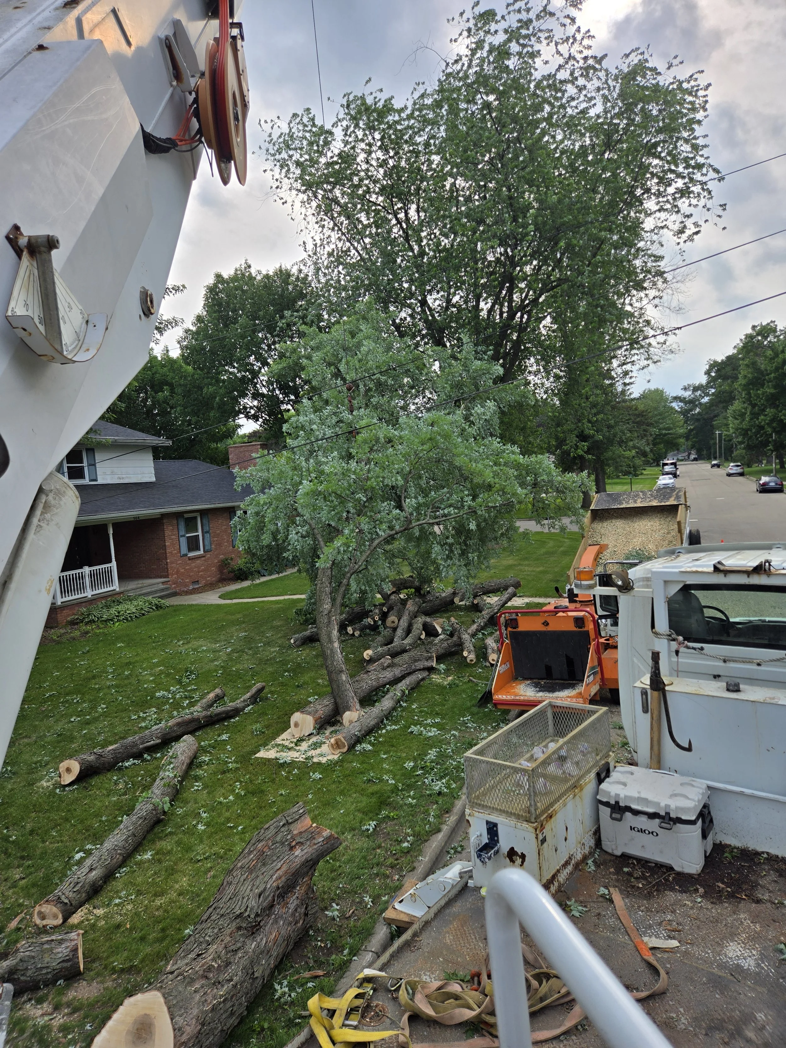 Meghan Brooks maple lay down stem.jpg