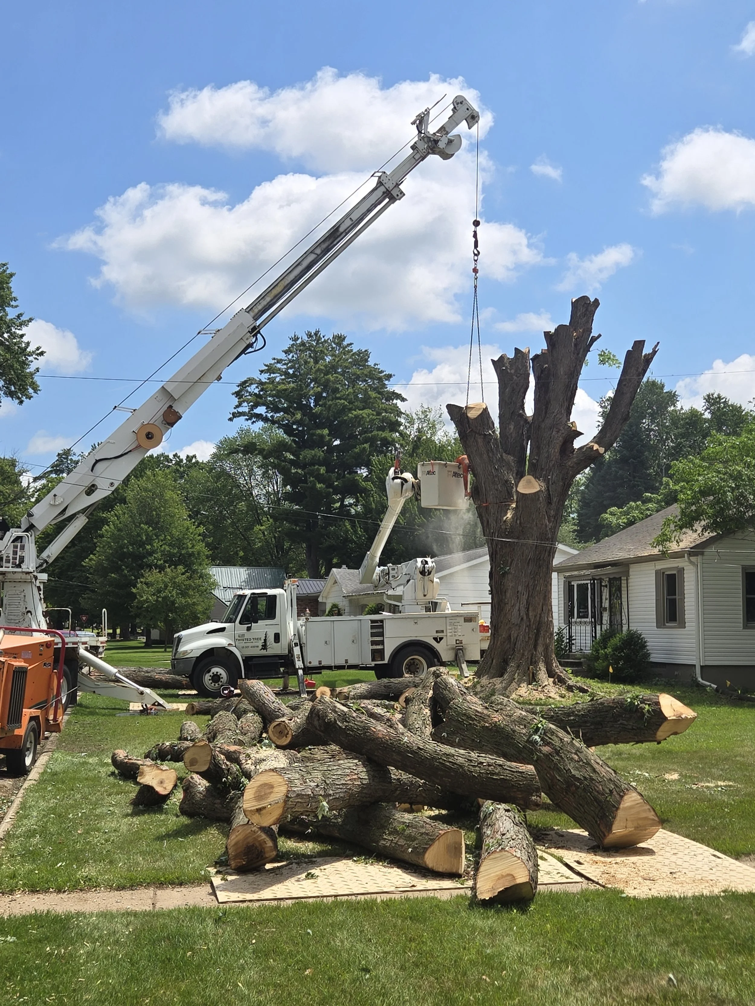 Meghan Brooks maple stems.jpg