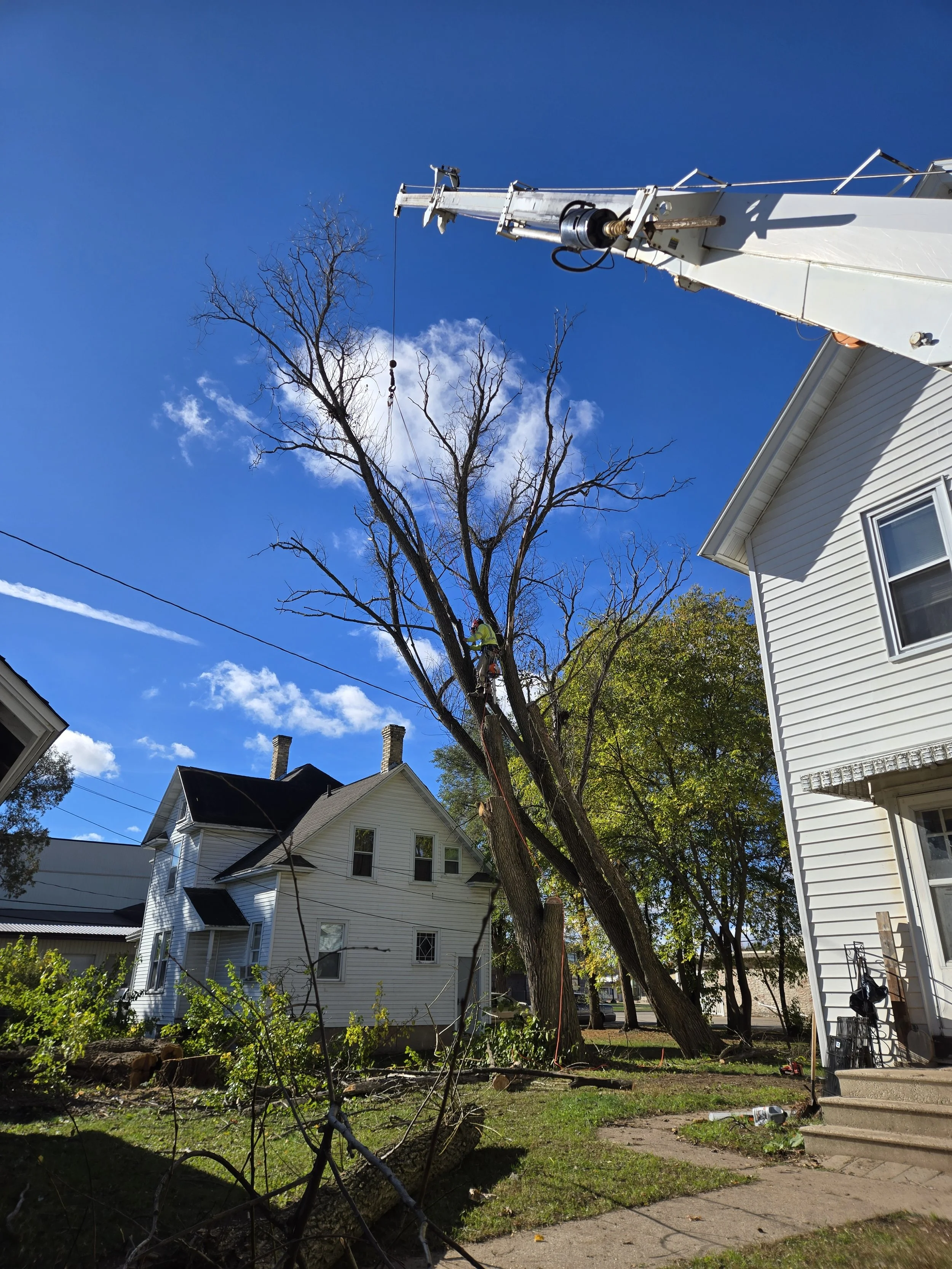 Julie Schoenike tree 2.jpg