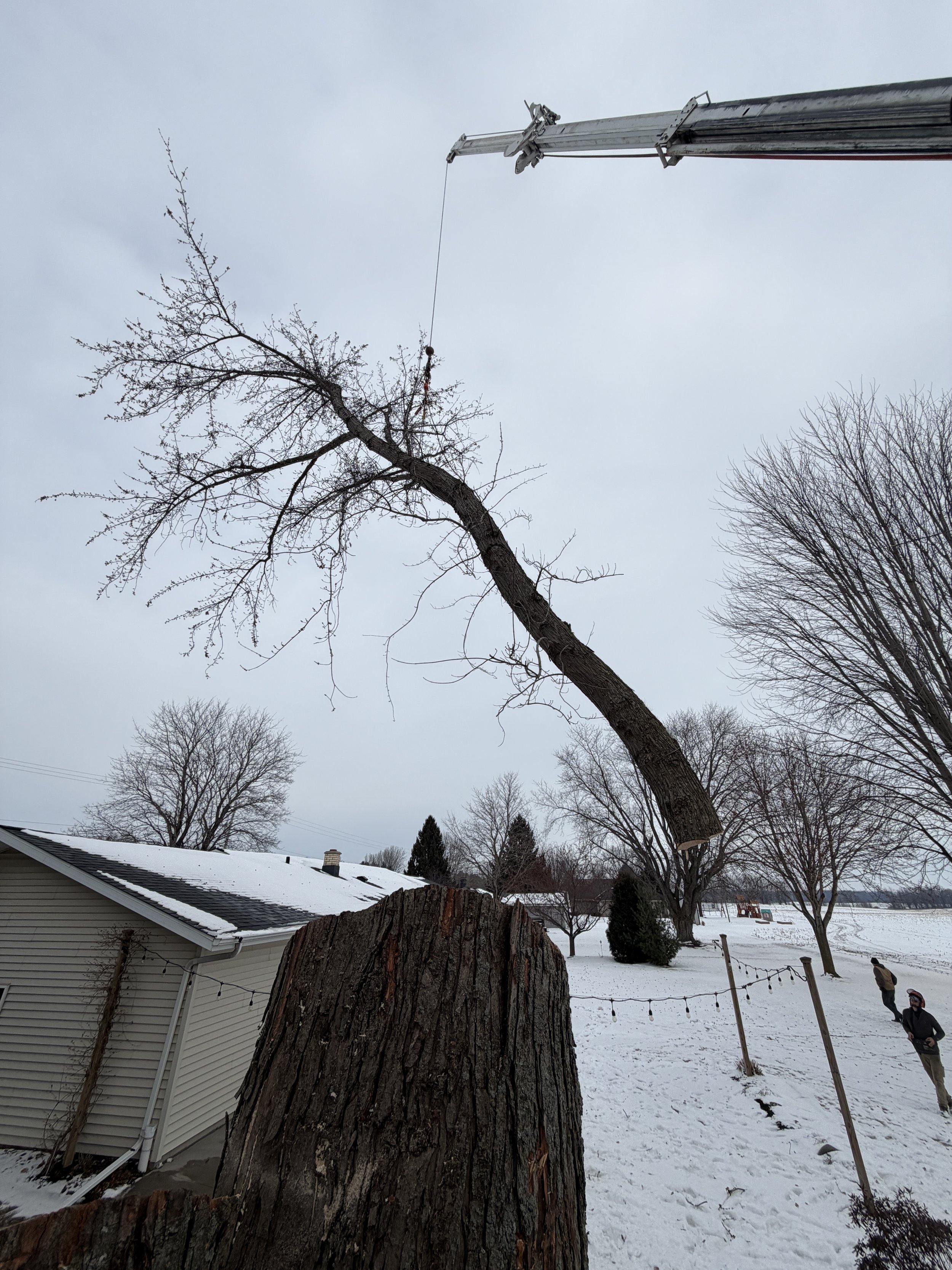 Tree removal via crane assistance on outskirts of Green Bay Wisconsin