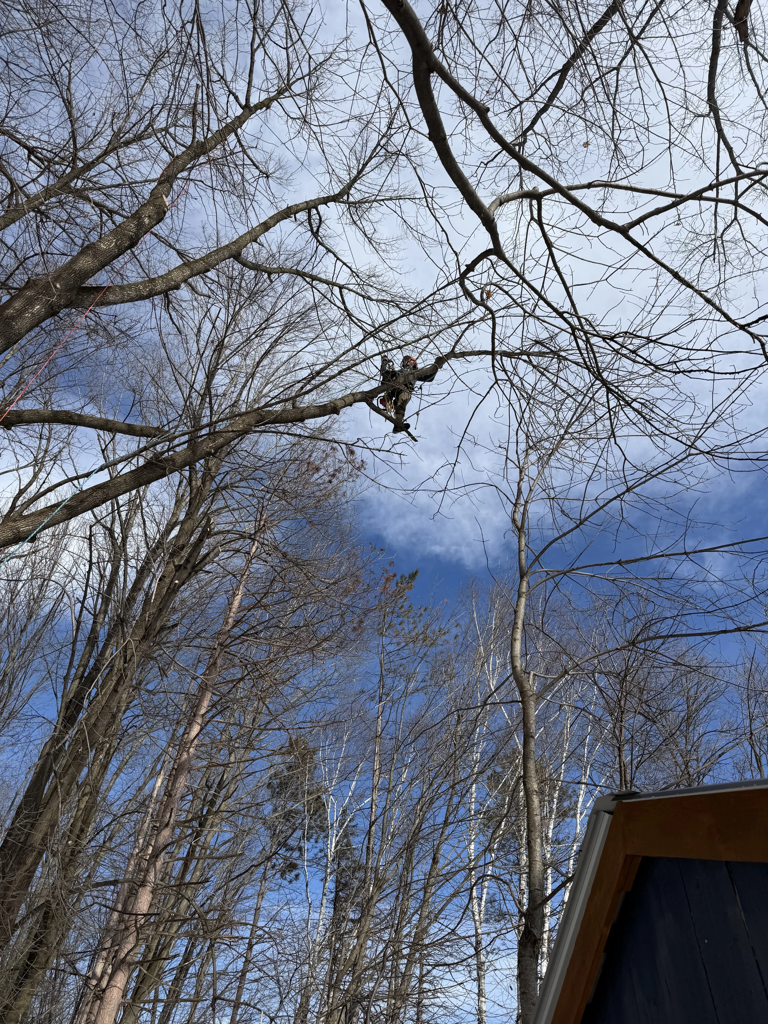 Tree removal in Green Bay Wisconsin requiring climbing and dismantling