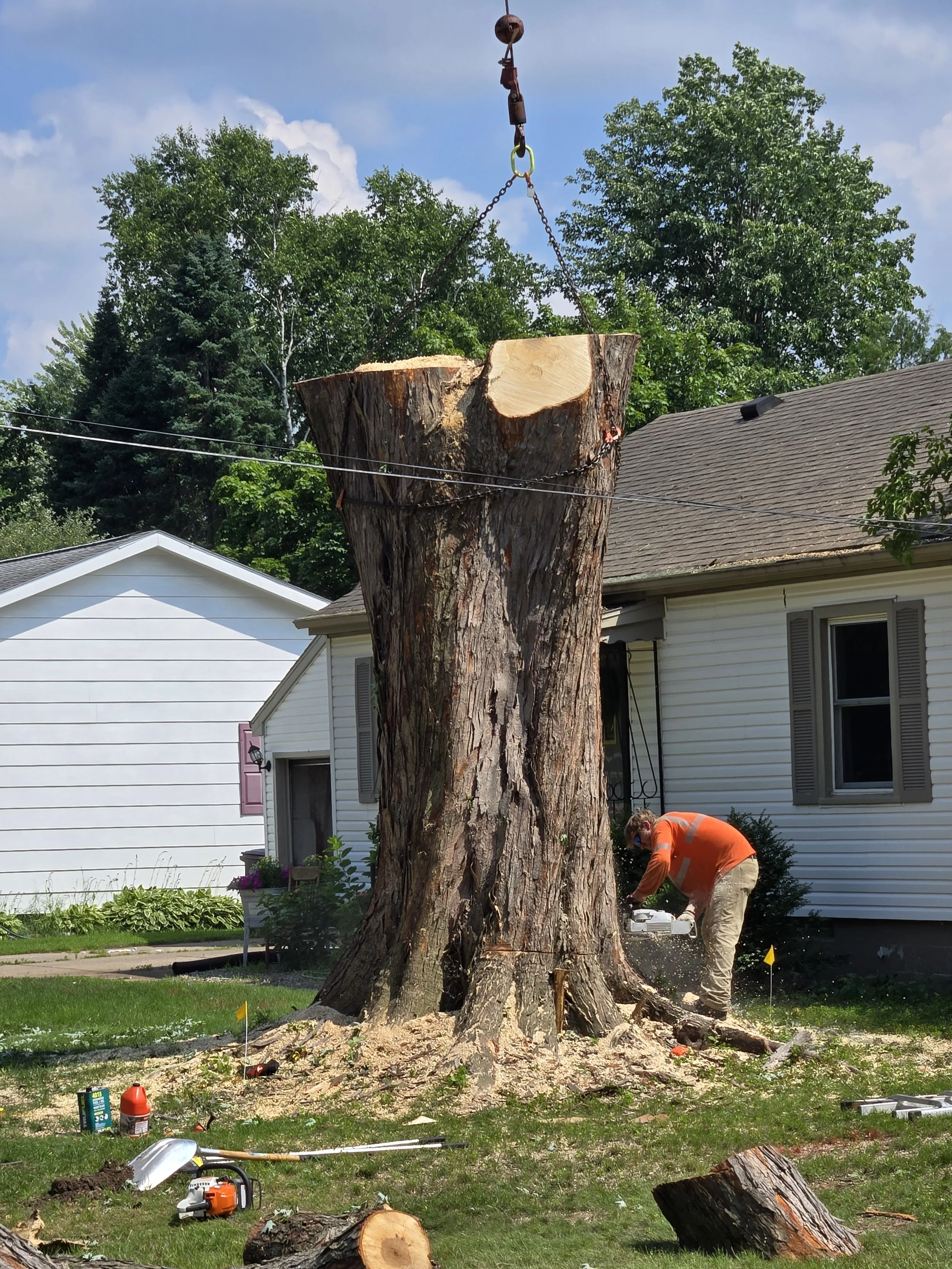 Meghan Brooks maple trunk 2.jpg