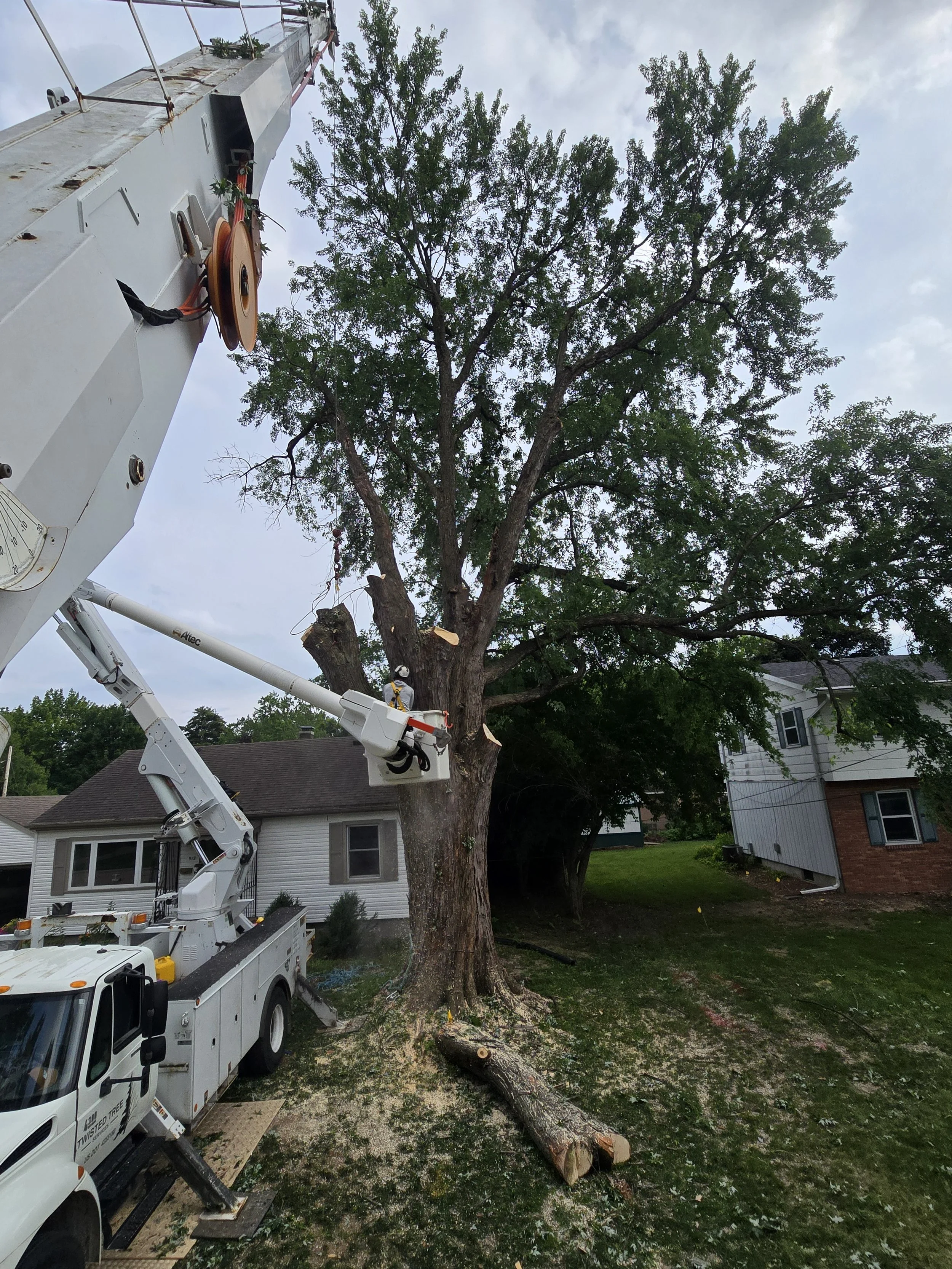 Meghan Brooks maple stems2.jpg