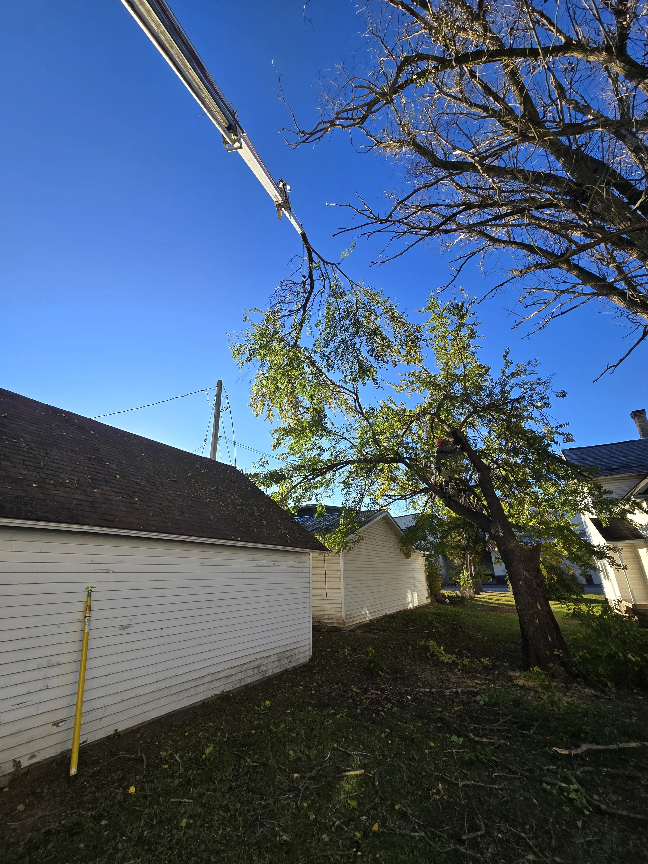 Julie Schoenike tree.jpg