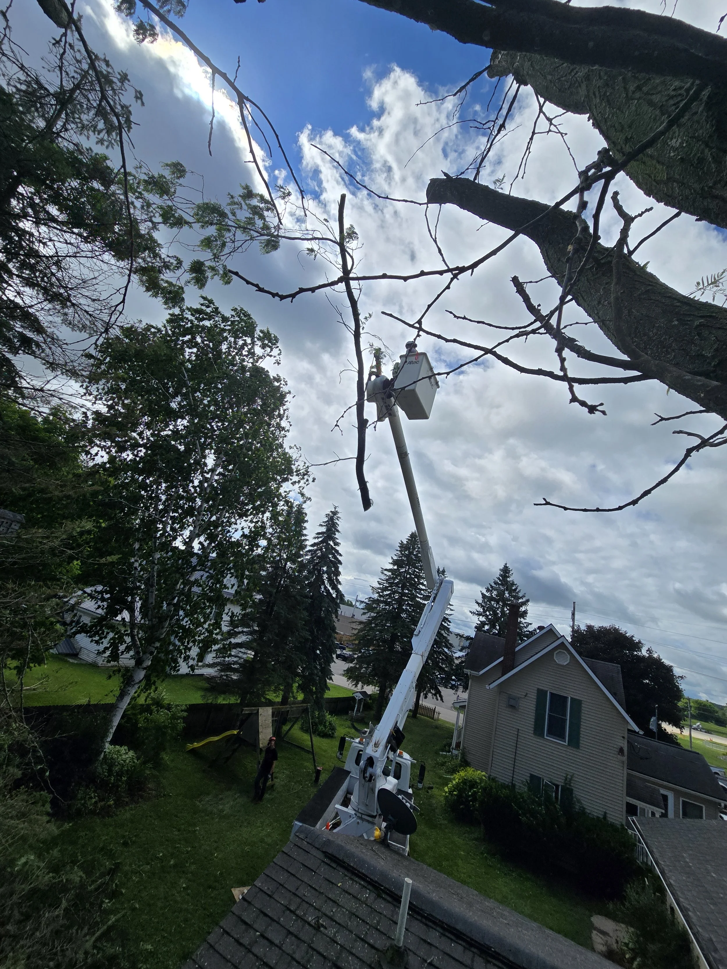 Katrina Haycraft honey locust 1.jpg