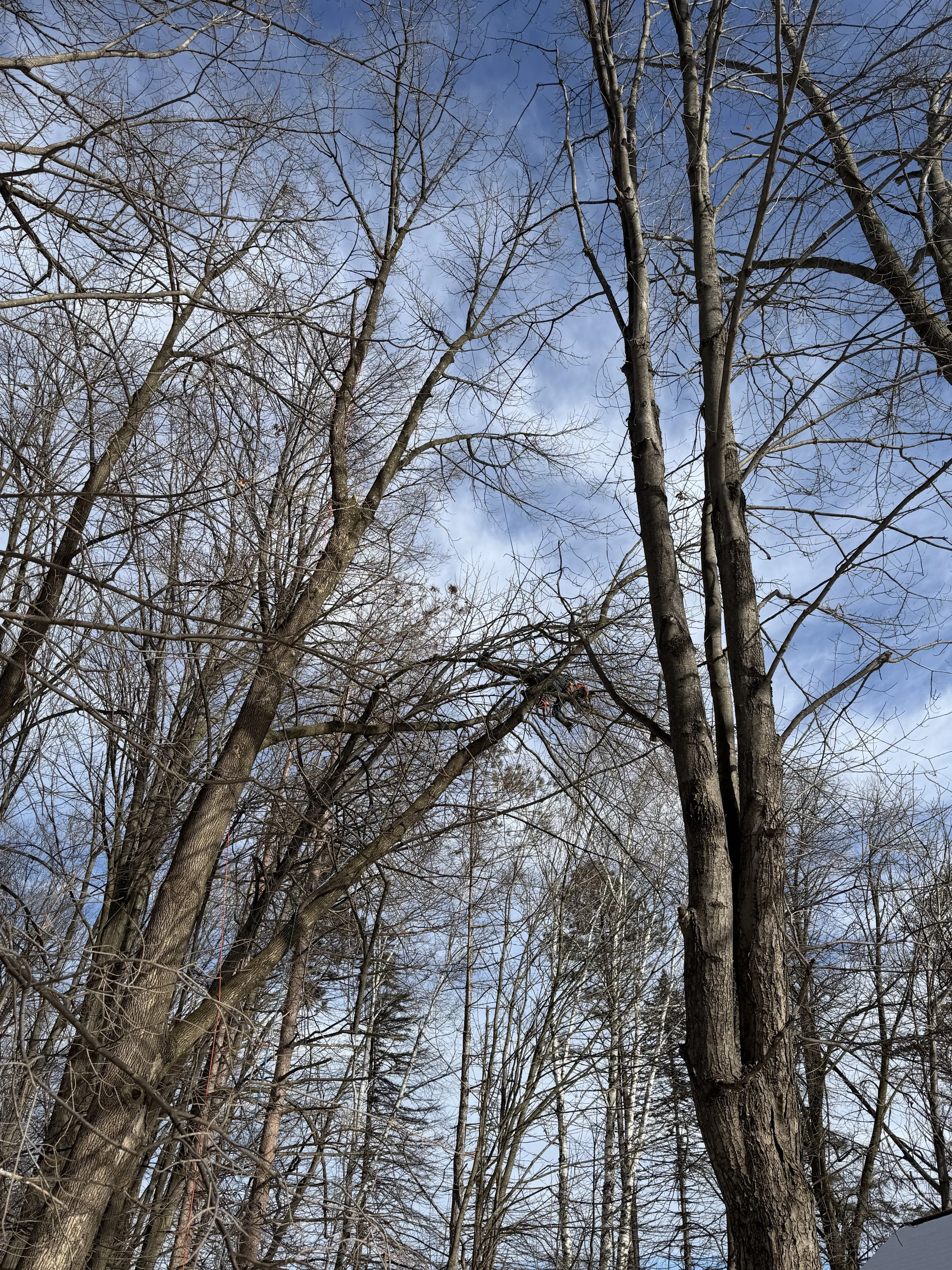 Tree removal in Green Bay Wisconsin requiring climbing and dismantling