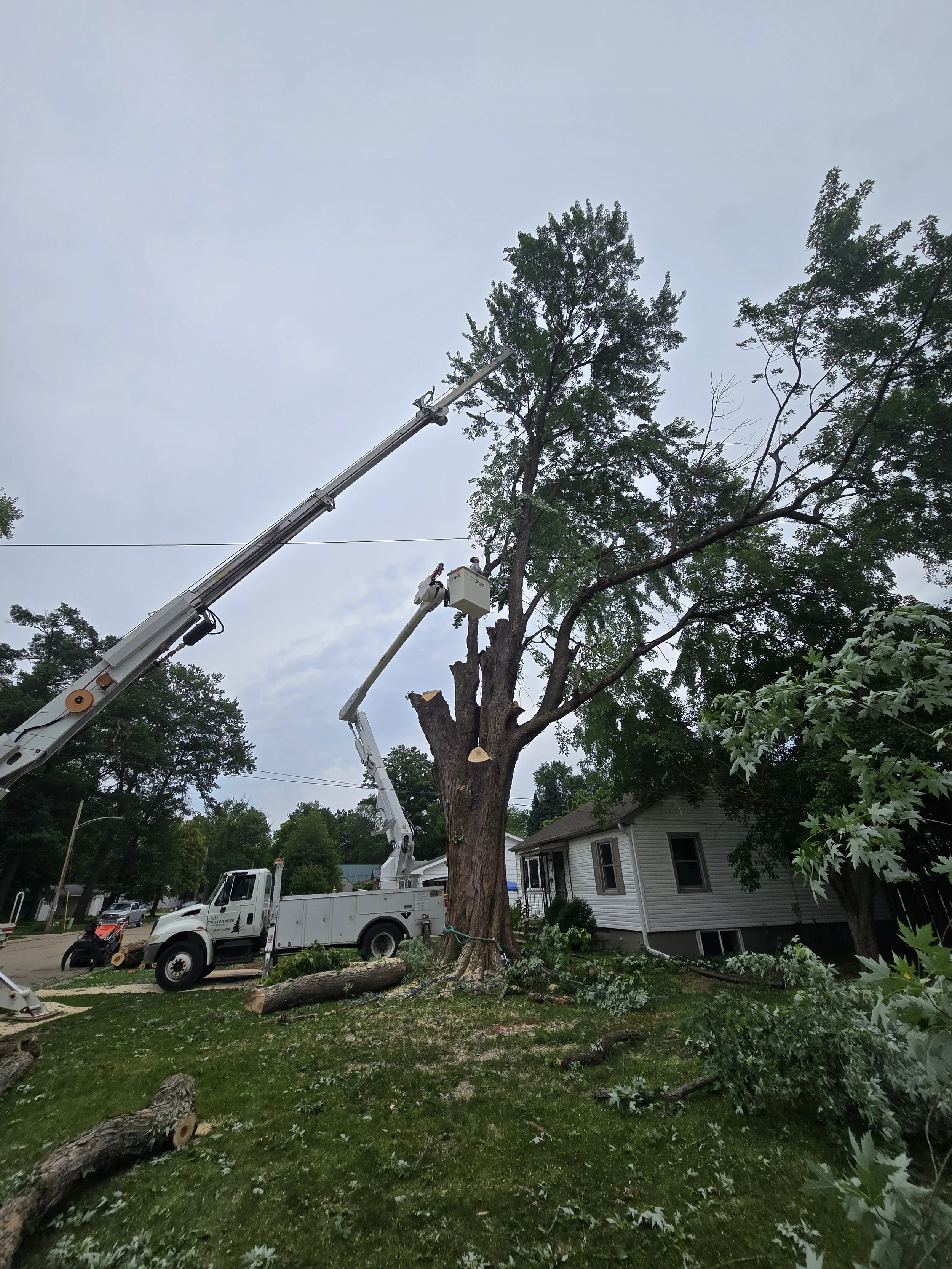 Meghan Brooks maple stem 2.jpg