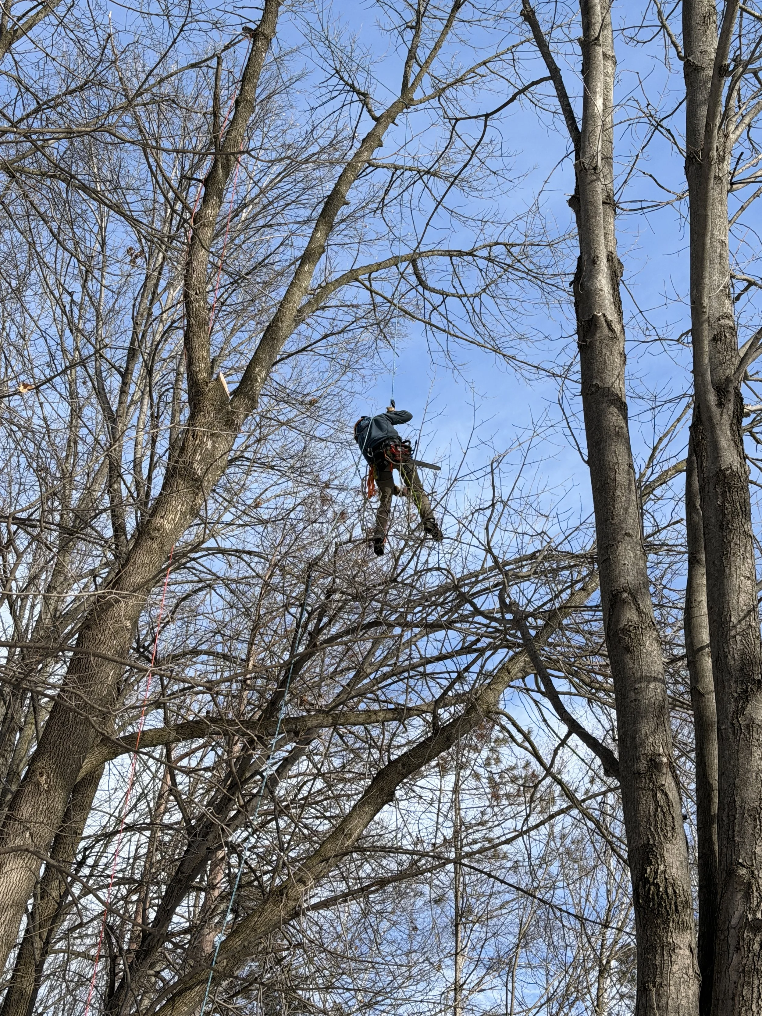 Tree removal in Green Bay Wisconsin requiring climbing and dismantling