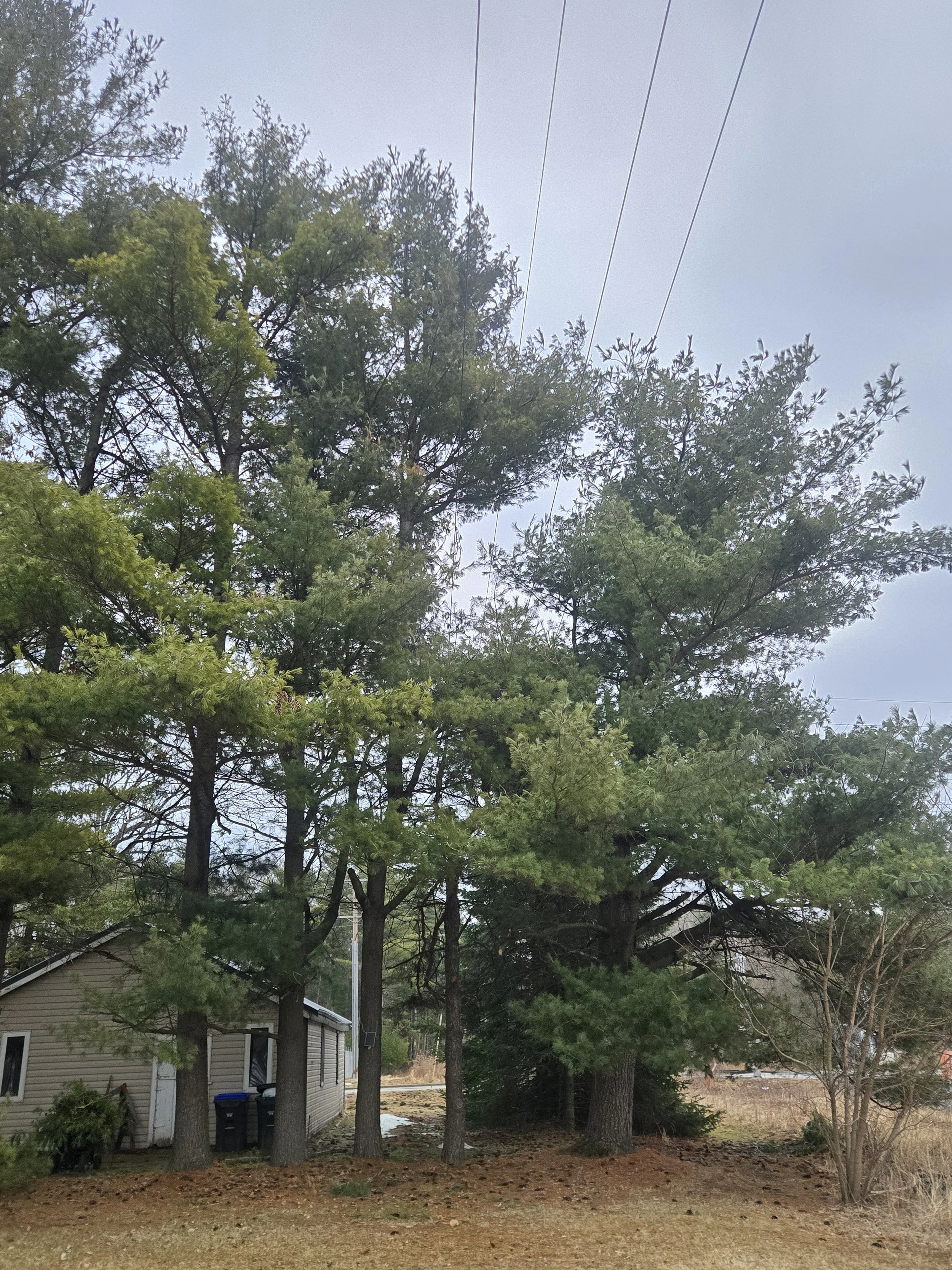 Tree removal around power lines in Shawano wisconsin