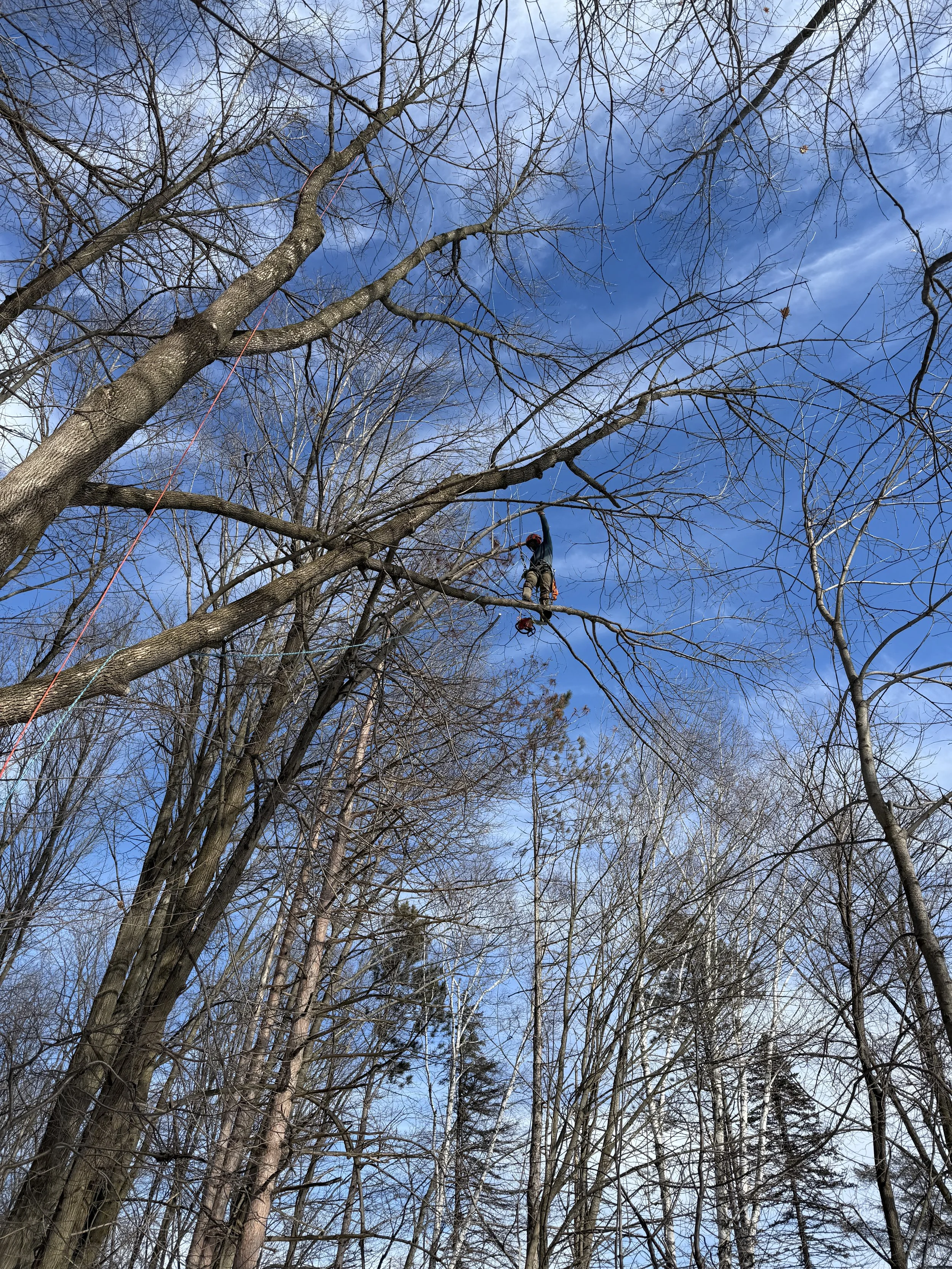 Tree removal in Green Bay Wisconsin requiring climbing and dismantling
