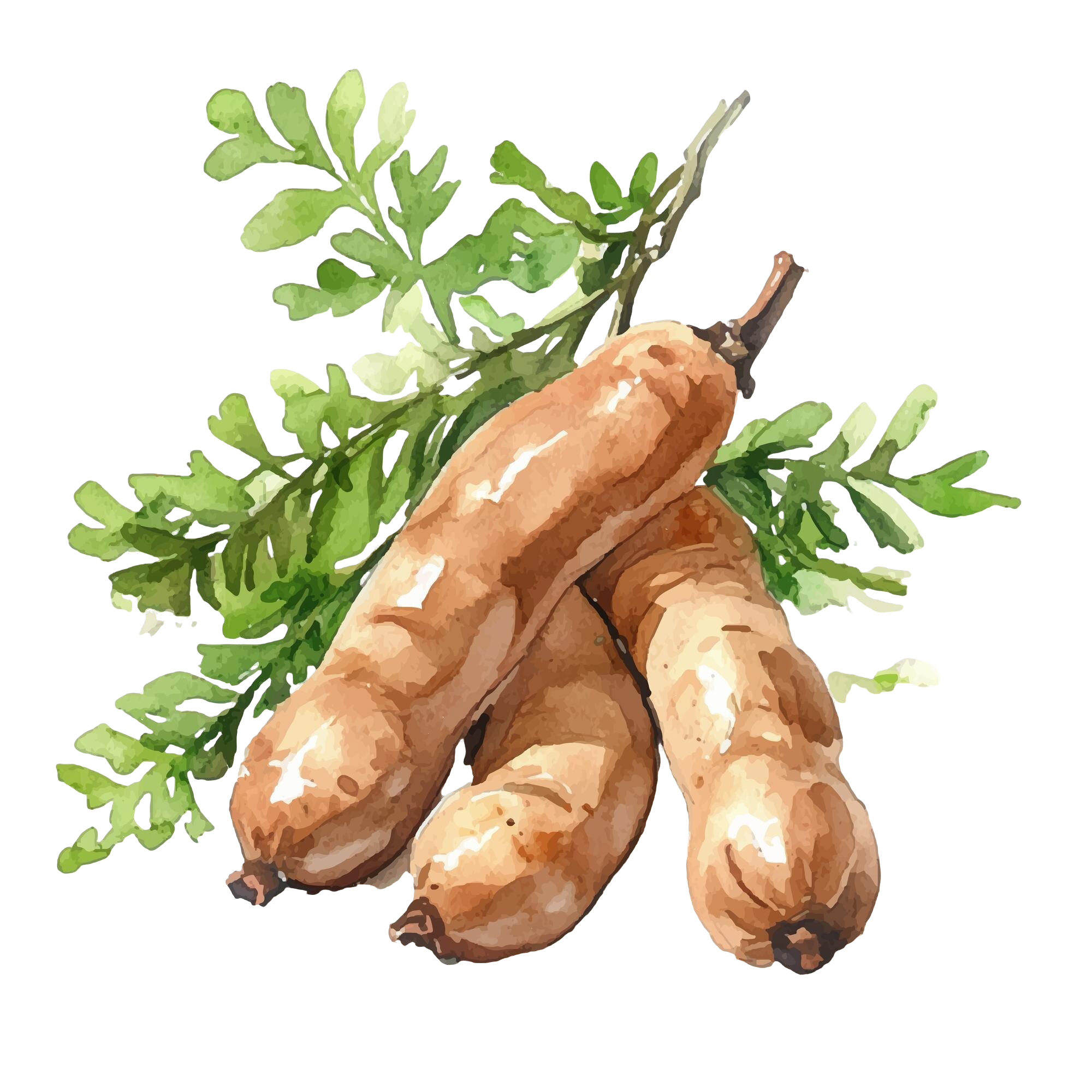 tamarind.png