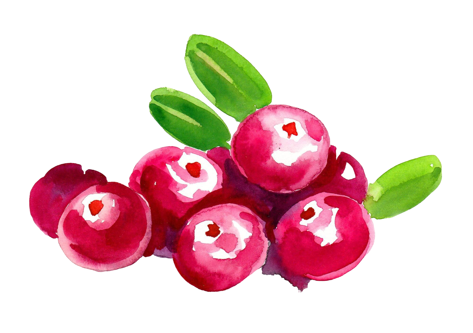bunch-red-cranberries-ink-watercolor-drawing.png