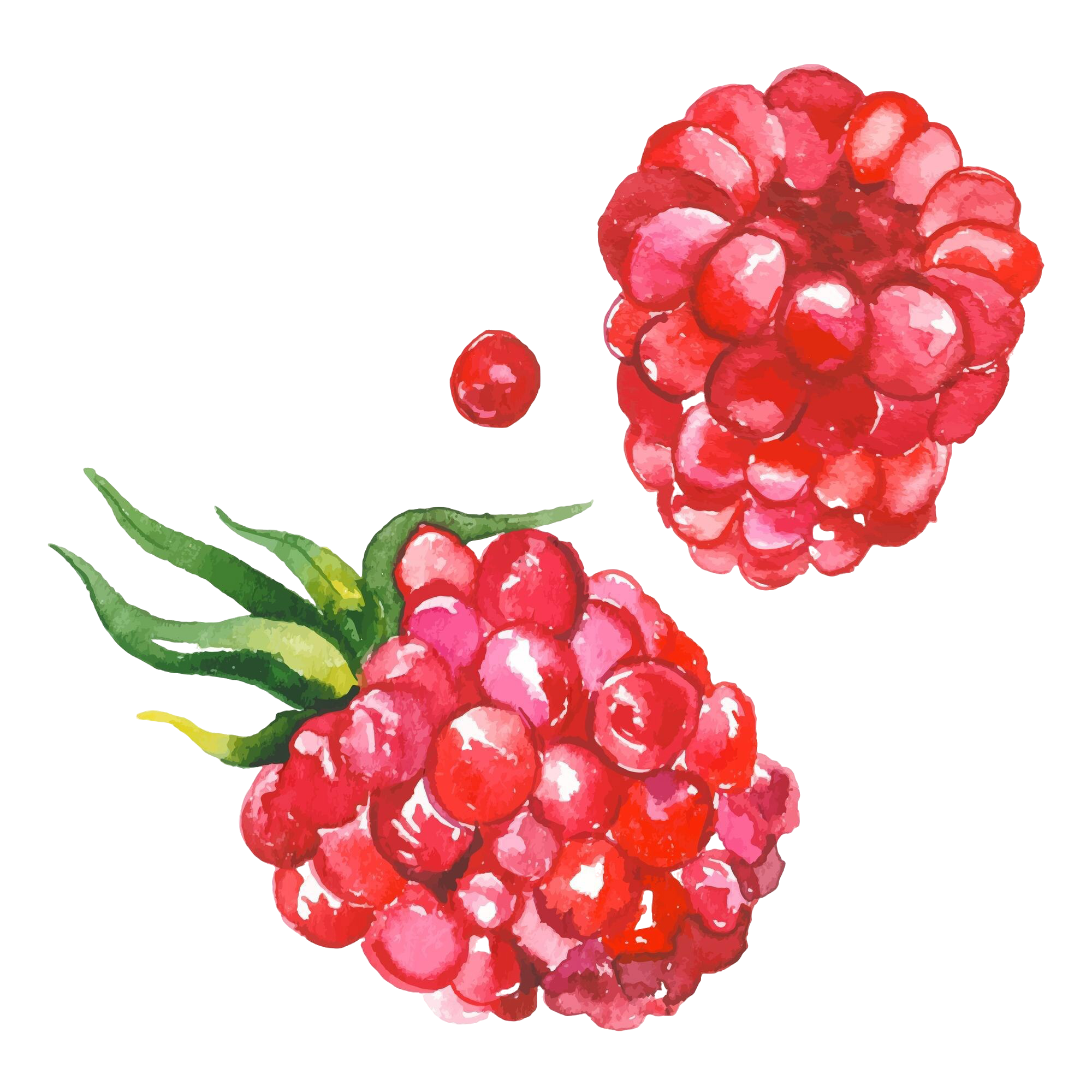 vector-watercolor-painted-raspberry-hand-drawn-fresh-food-design-elements-isolated-white-background.png