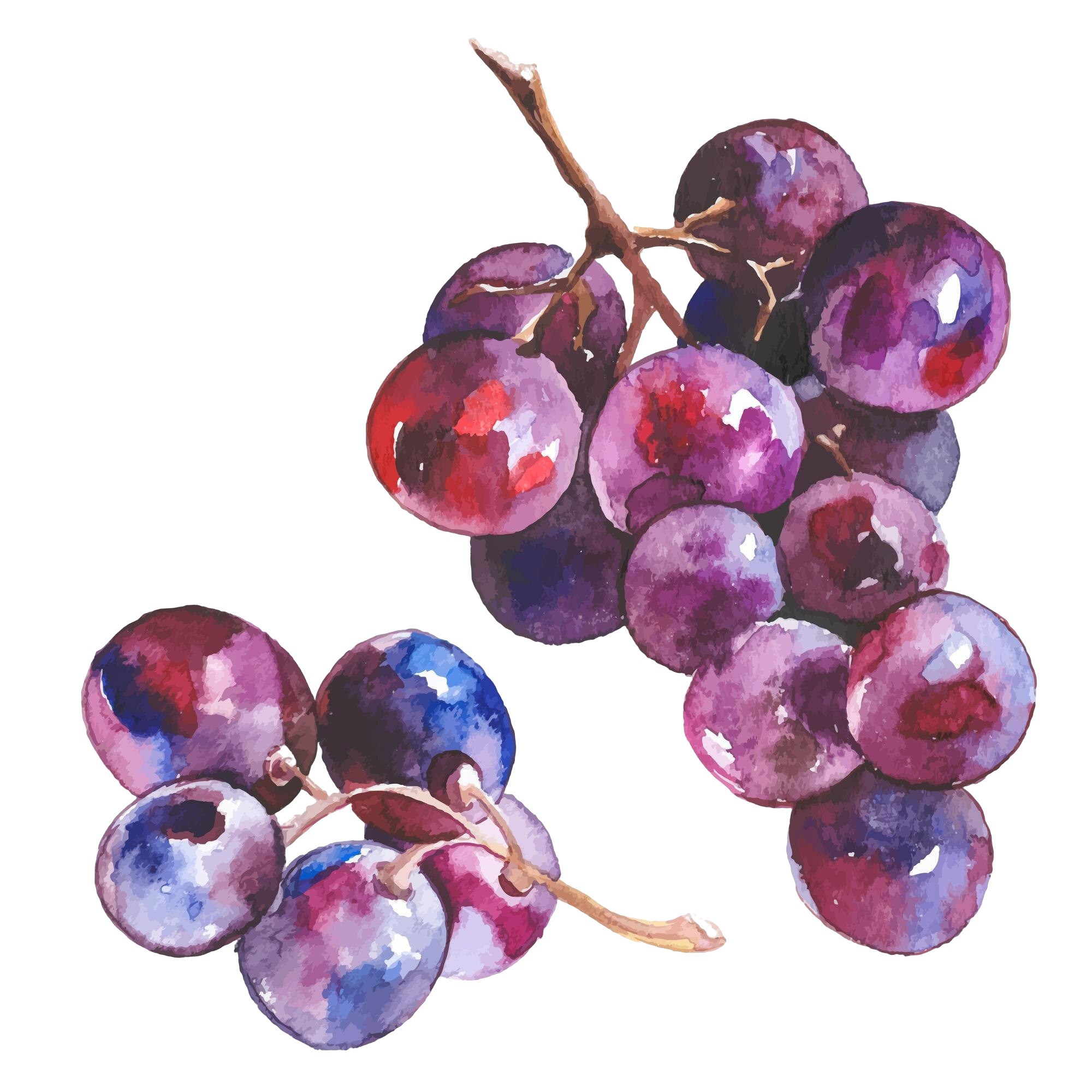 vector-watercolor-painted-wine-grapes-hand-drawn-fresh-food-design-elements-isolated-white-background.png