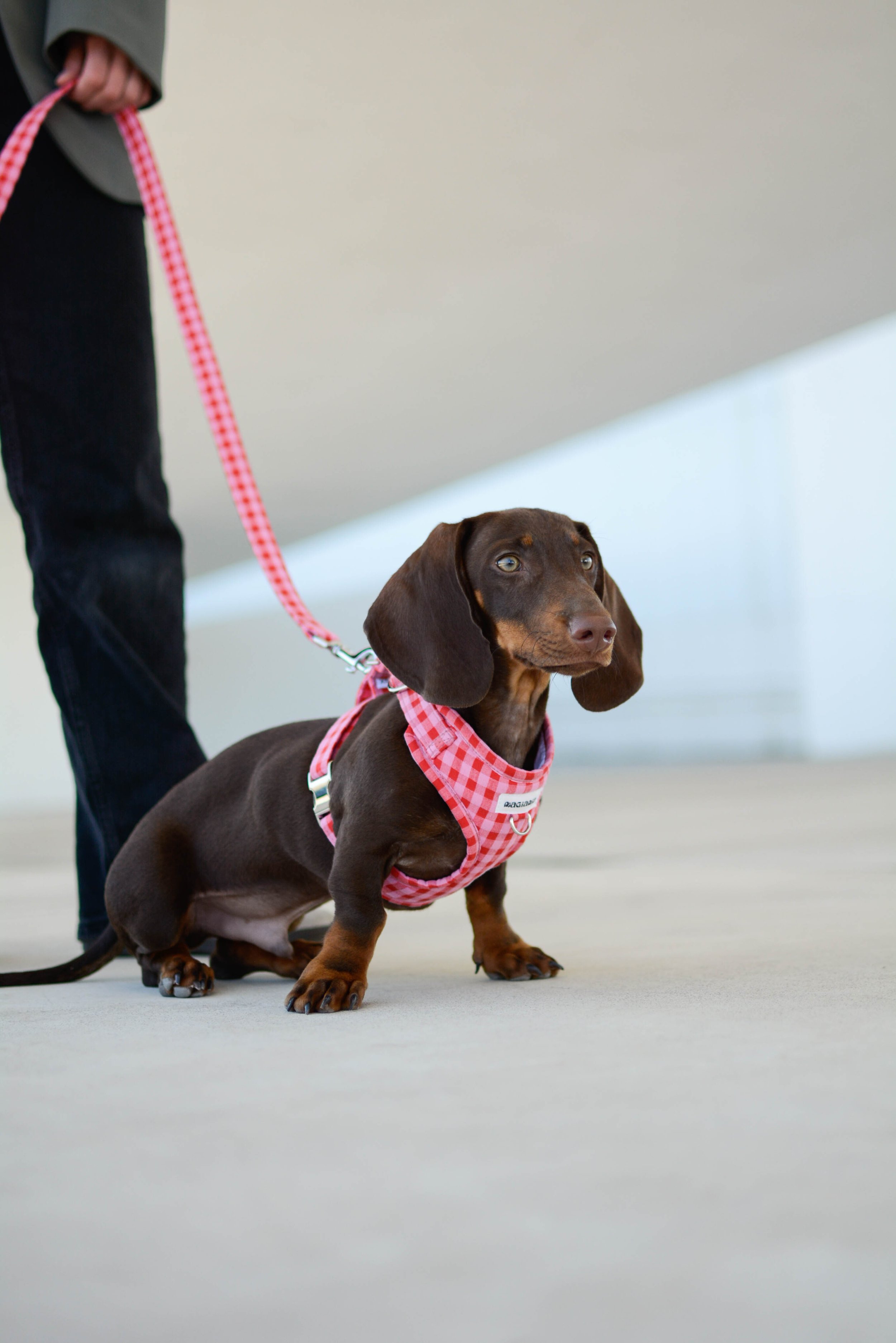 Perro salchicha marrón con puntos en la cara, usando un arnés de tela a cuadros rojos y blancos, siendo sujetado con correa por una persona que lleva pantalones oscuros, en un espacio interior con suelo claro. Logotipo diseñado por GustoStudio