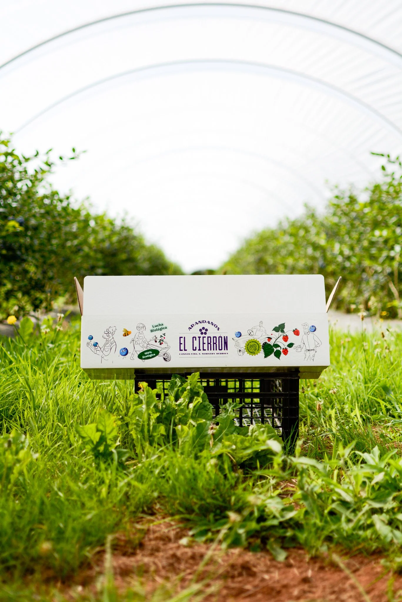 Caja de frutas o verduras en un invernadero con vegetación y estructura de arco de plástico. Diseño de packaging GustoStudio en Asturias