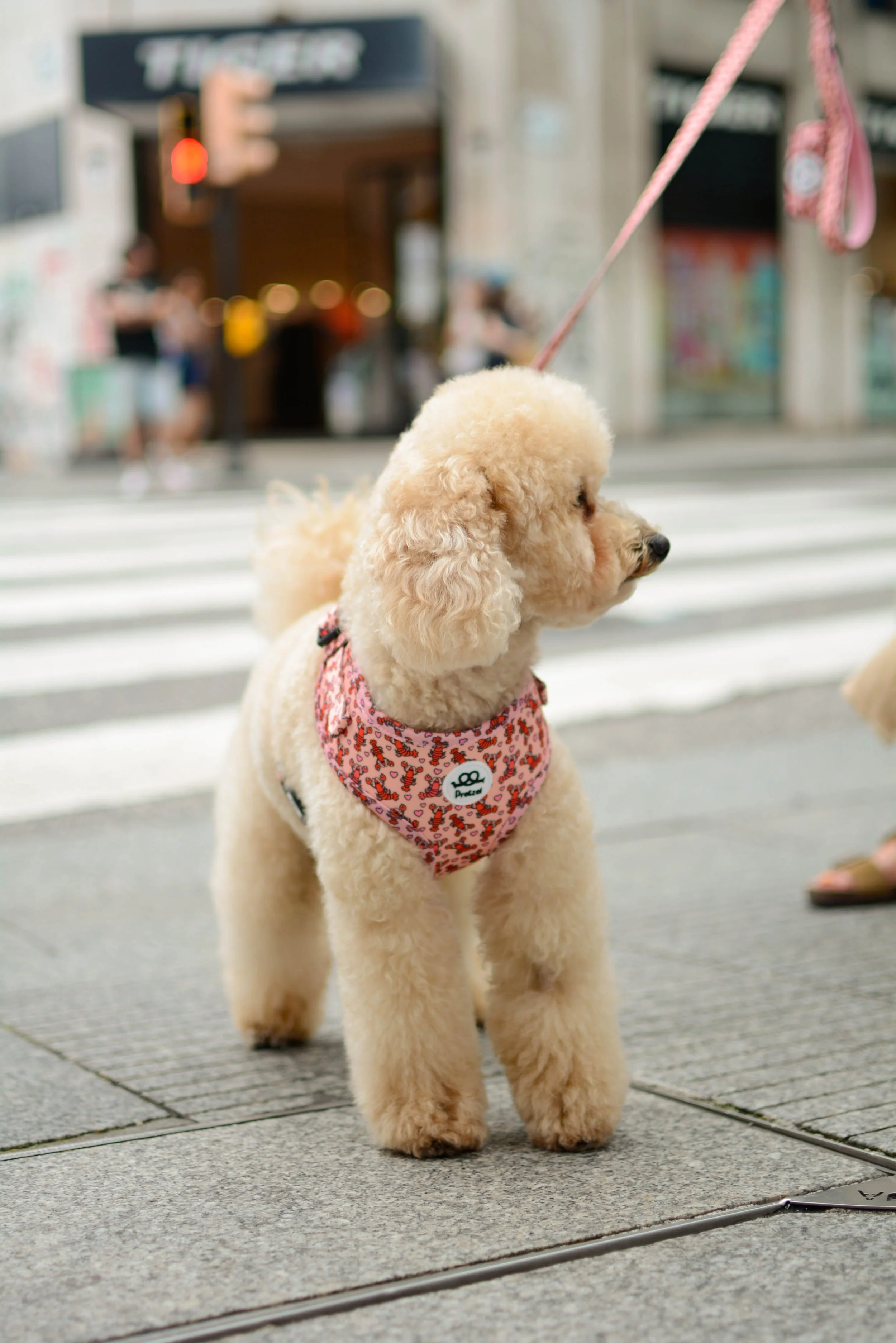 Perro poodle con bufanda rosada con estampado de leopardo, en una acera en una ciudad. Diseño de logotipo para una marca de arneses de perros por GustoStudio en Asturias