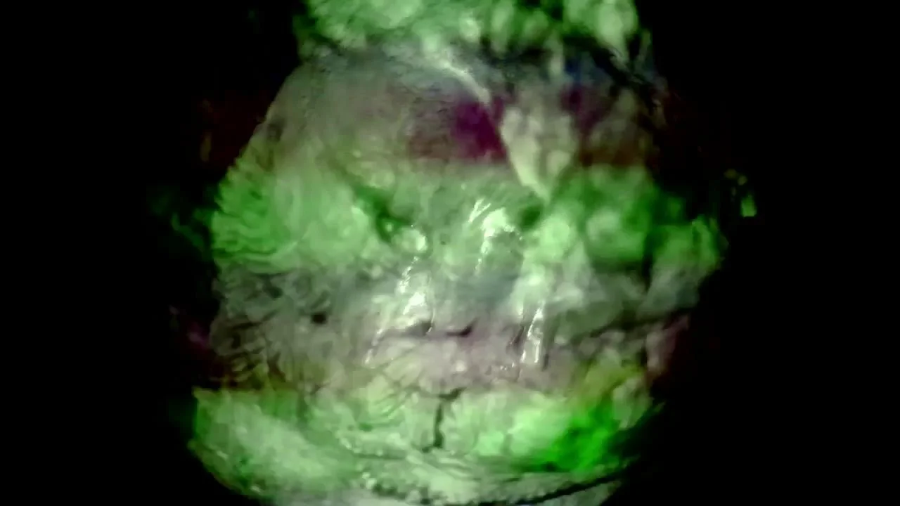 Iconeggraphy - Birds & Mammals, Reptiles & Fish