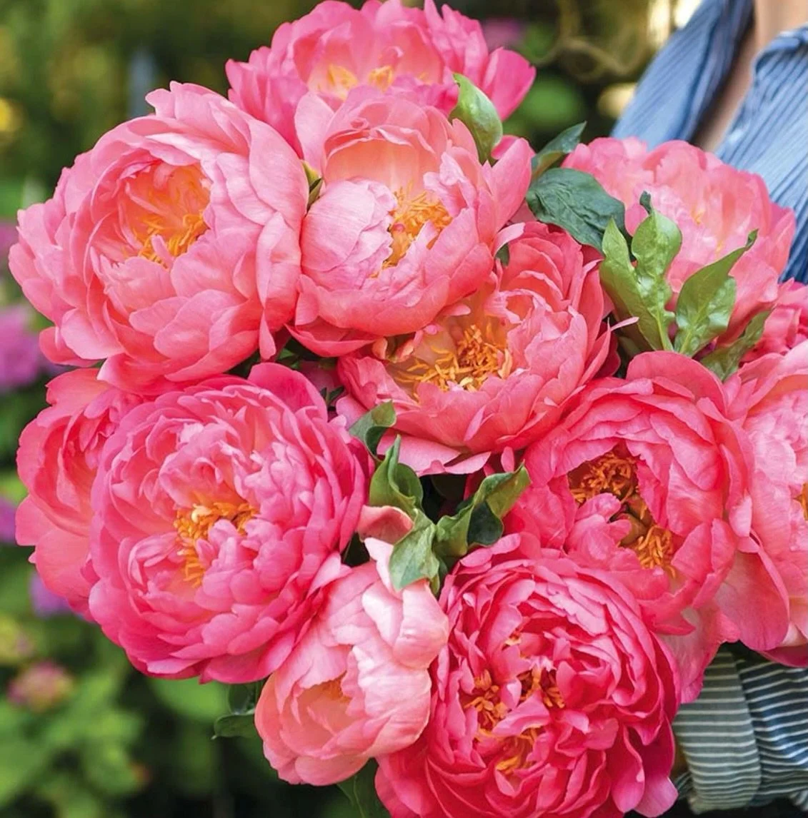 Hey 🤍

Peony season is starting&hellip; and this week&rsquo;s are Hawaiian Coral 🌸

If you&rsquo;ve never had these before, they start as this deep coral tone and then soften and open out into the dreamiest blush over the week. They properly change