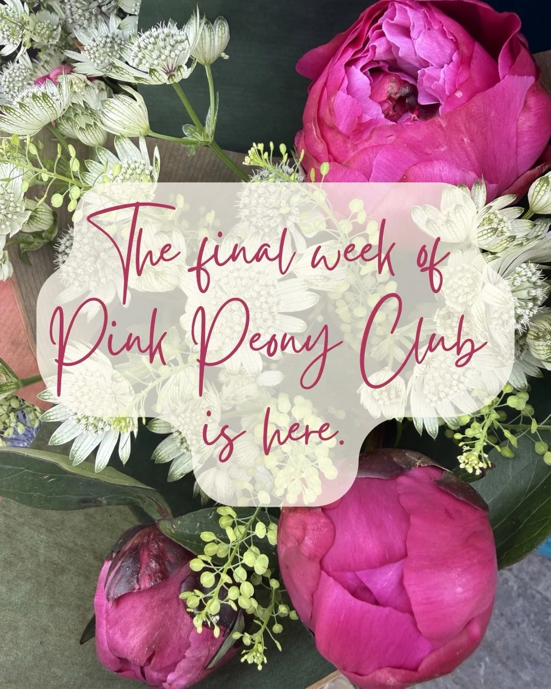 The final week of Pink Peony Club is here 🌸

And I&rsquo;m sending them off properly.

This week I&rsquo;ve ordered Red Charm, Jacorma and Sarah Bernhardt peonies, which means bouquet orders are open, collection is available, and the honesty box wil