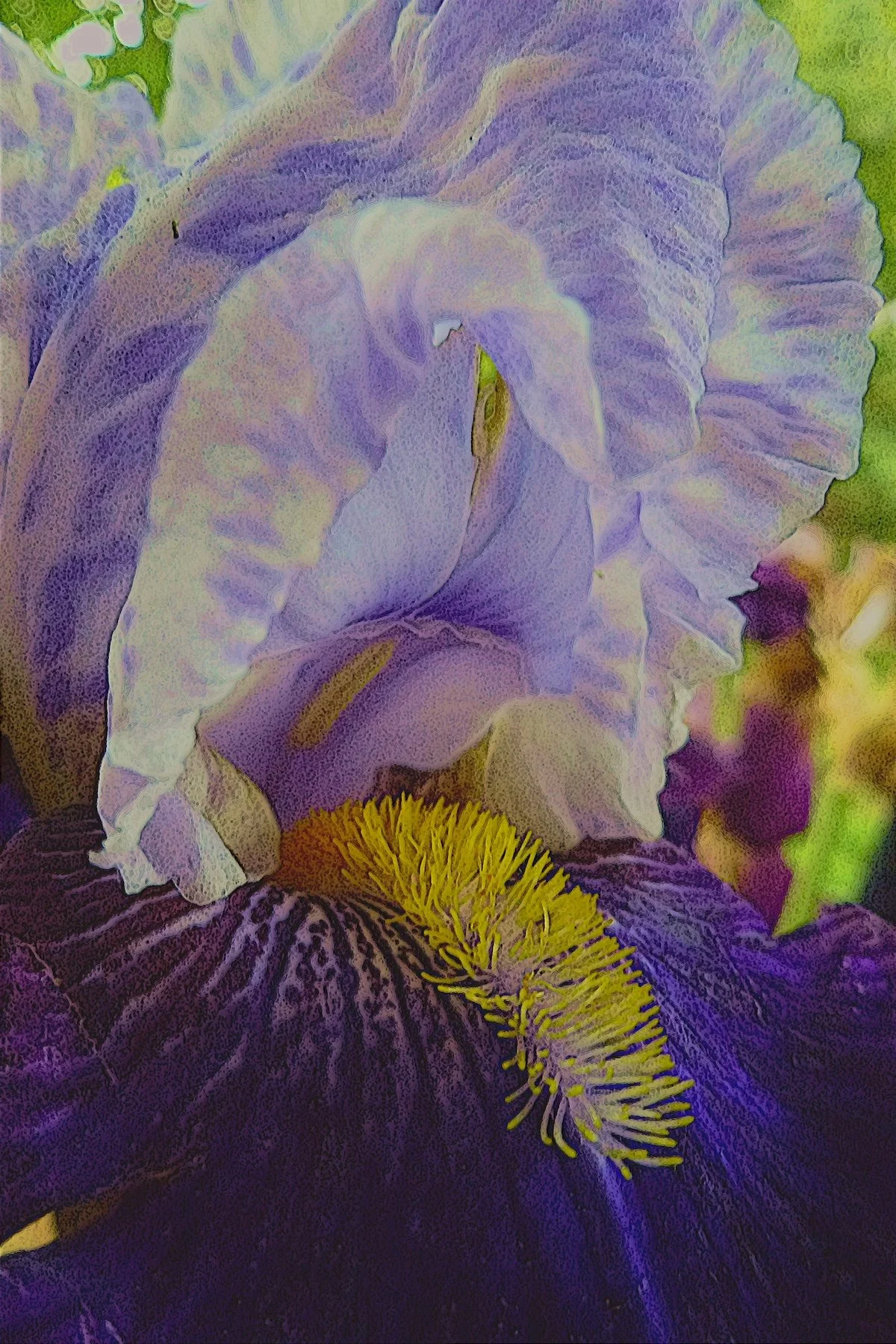 Jean Bernard Roussilhe: Imagelys French Iris Collection