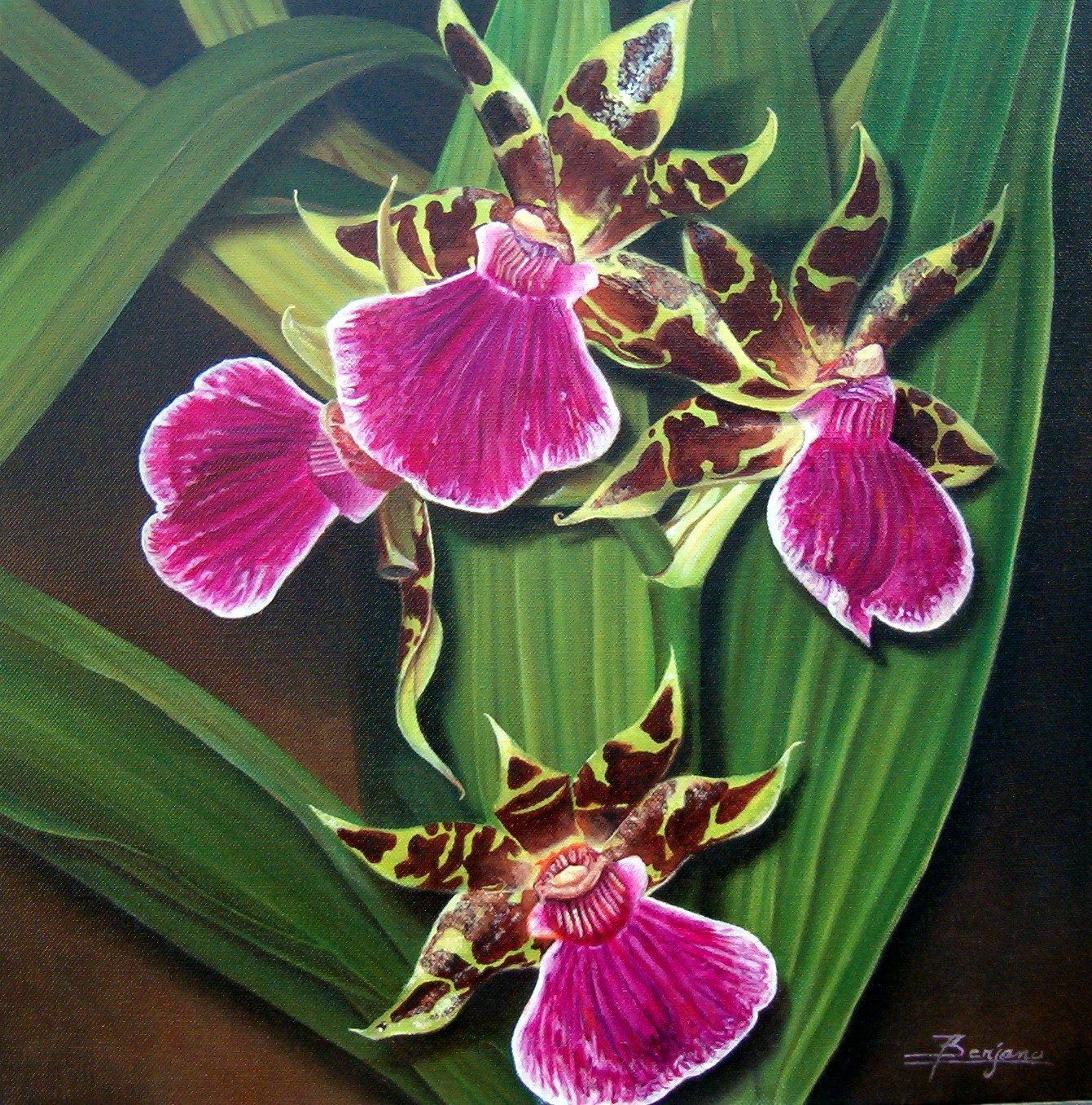  Orquídeas (40x40)
