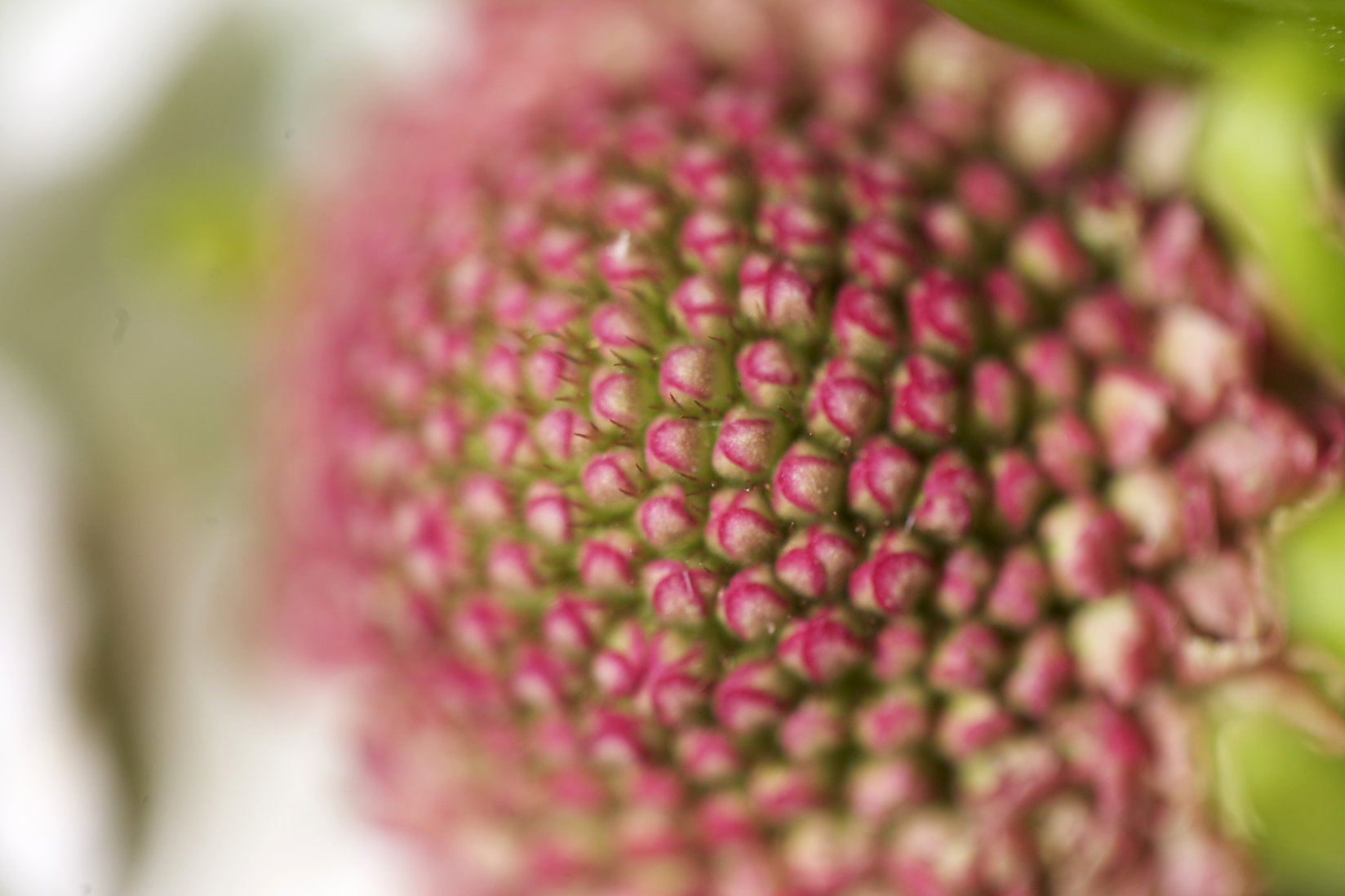 What is SMART Recovery?