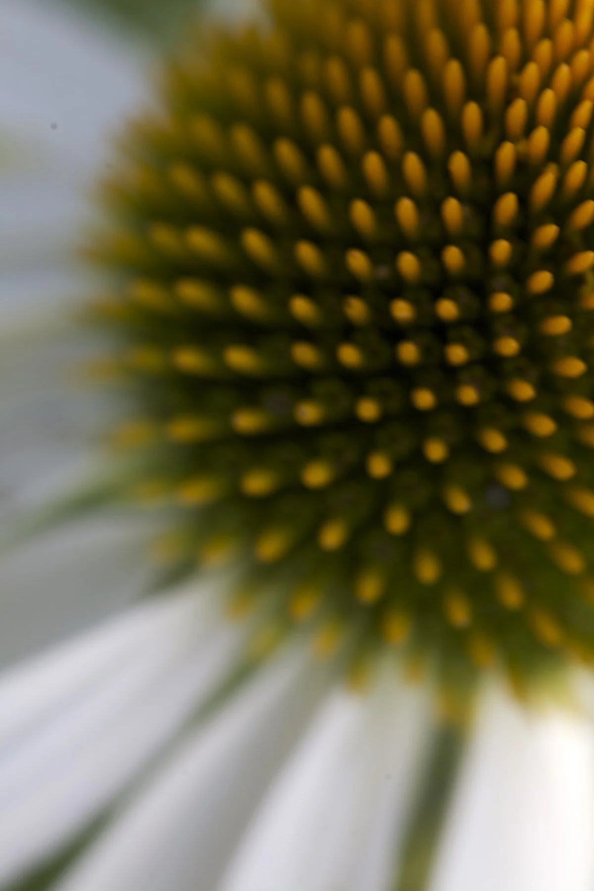 5 Steps to Creating a Nature Mandala