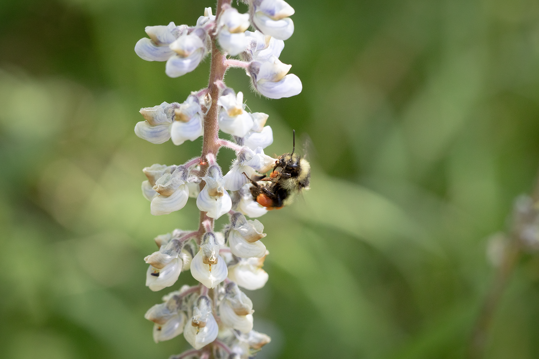 What Is Nervous System Regulation?