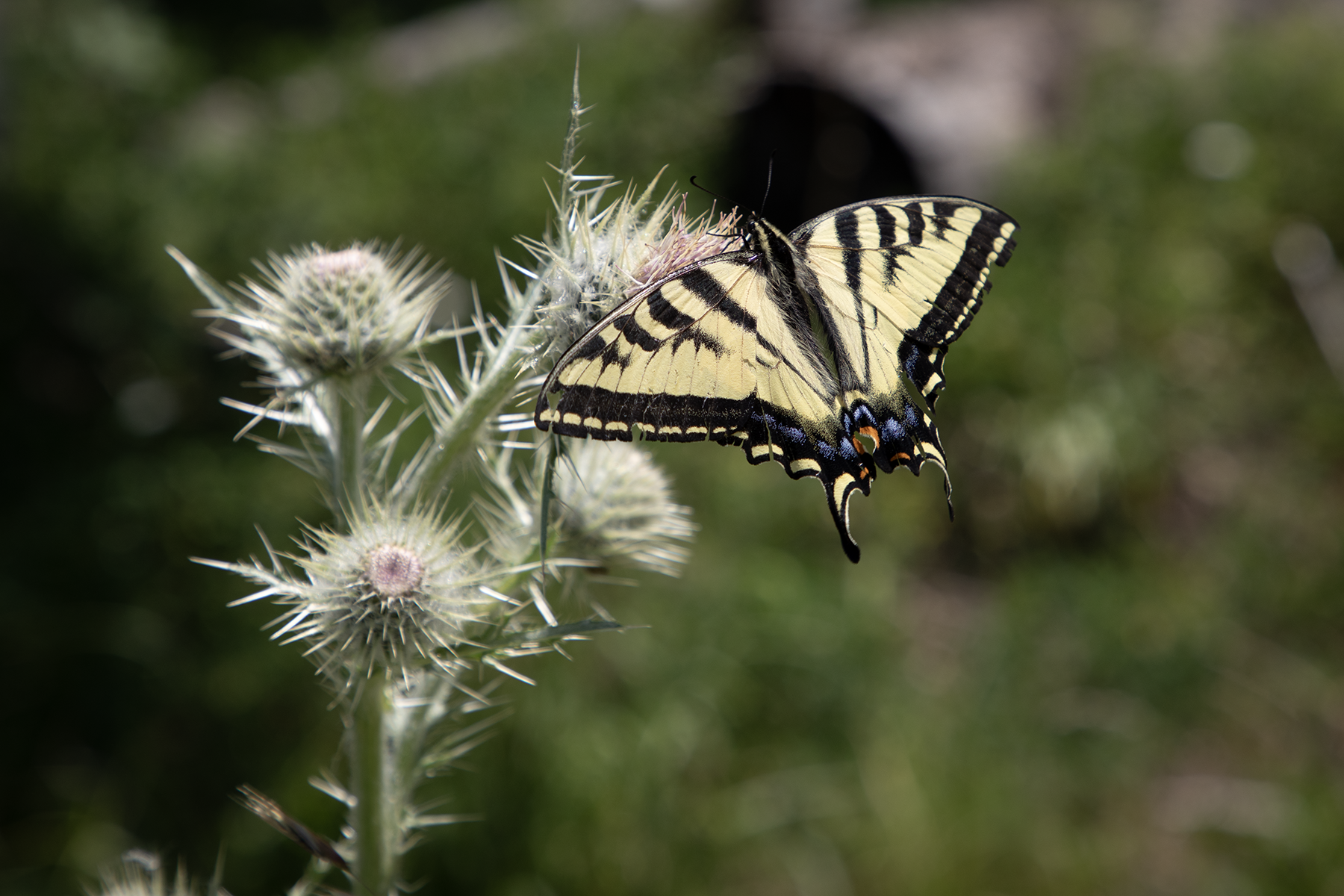 How Trauma Lives in Our Bodies