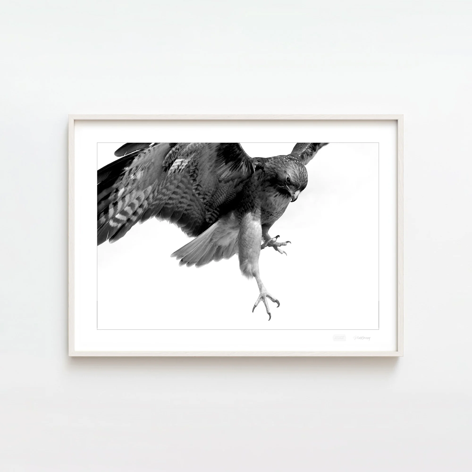 RED TAIL DESCENT WHITE FRAME 2000x2000px.jpg