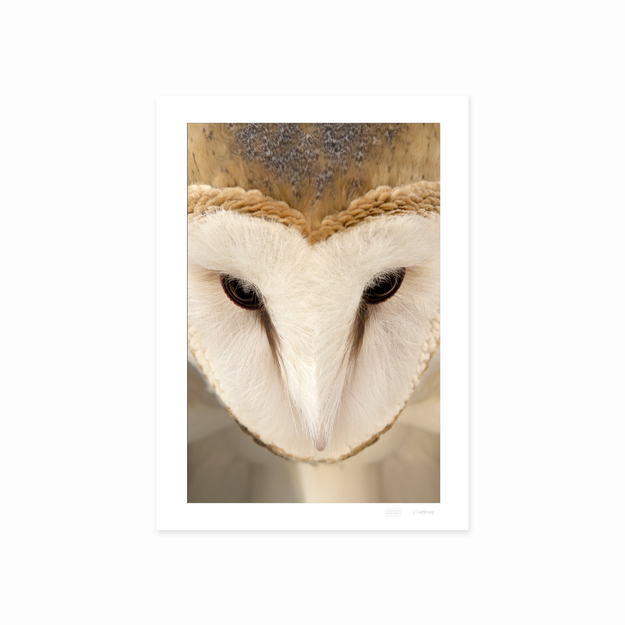 BARN OWL FACE PRINT 2000x2000px.jpg