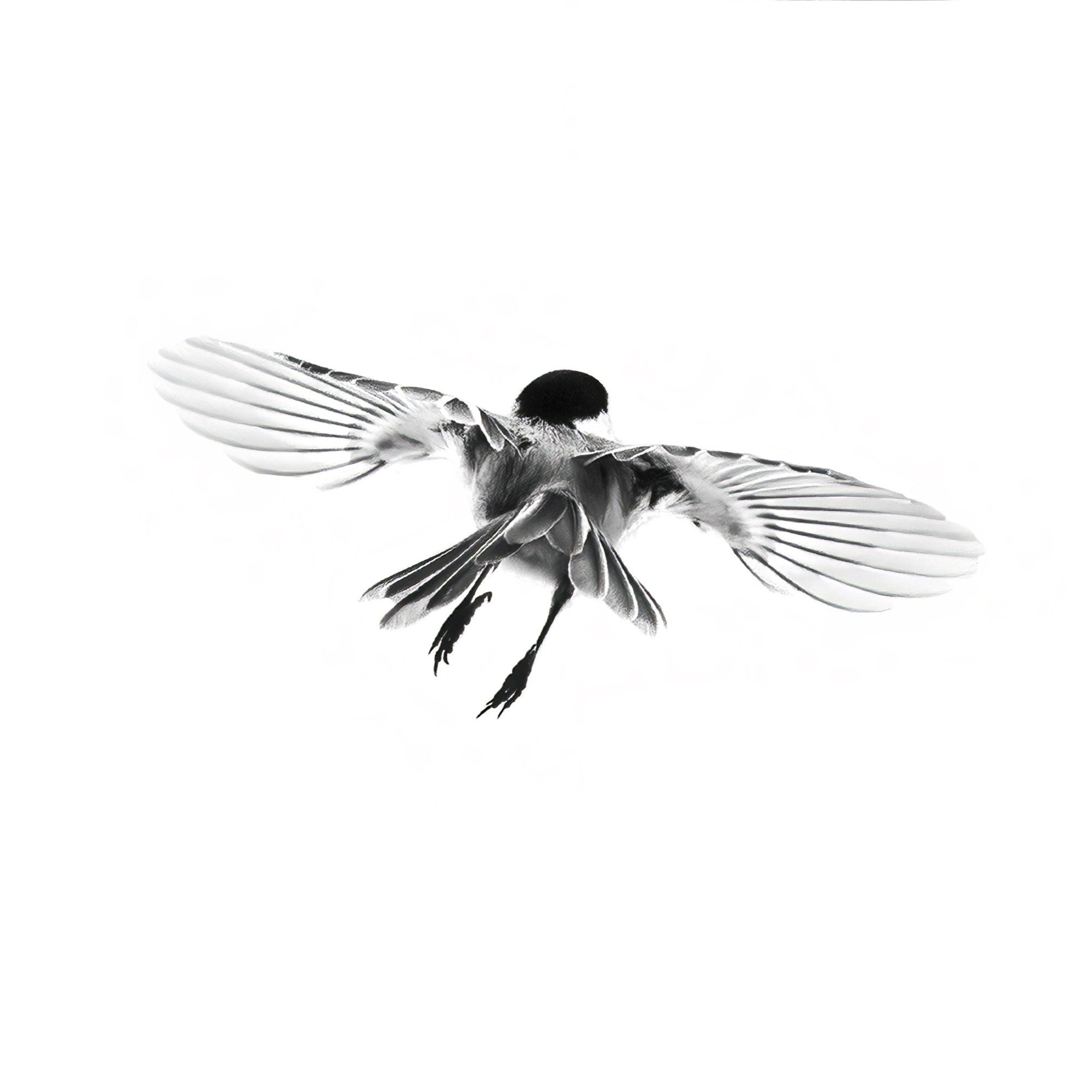 CHICKADEE B_DETAIL_LITTLE_2000x2000.jpg