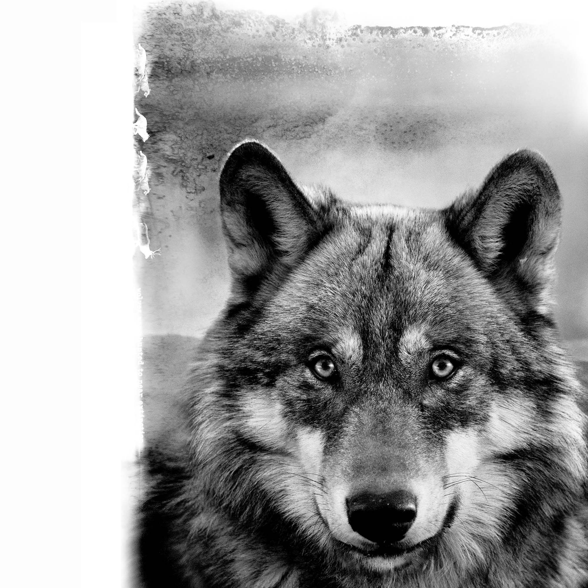 MAJESTY DETAIL 2000x2000px.jpg