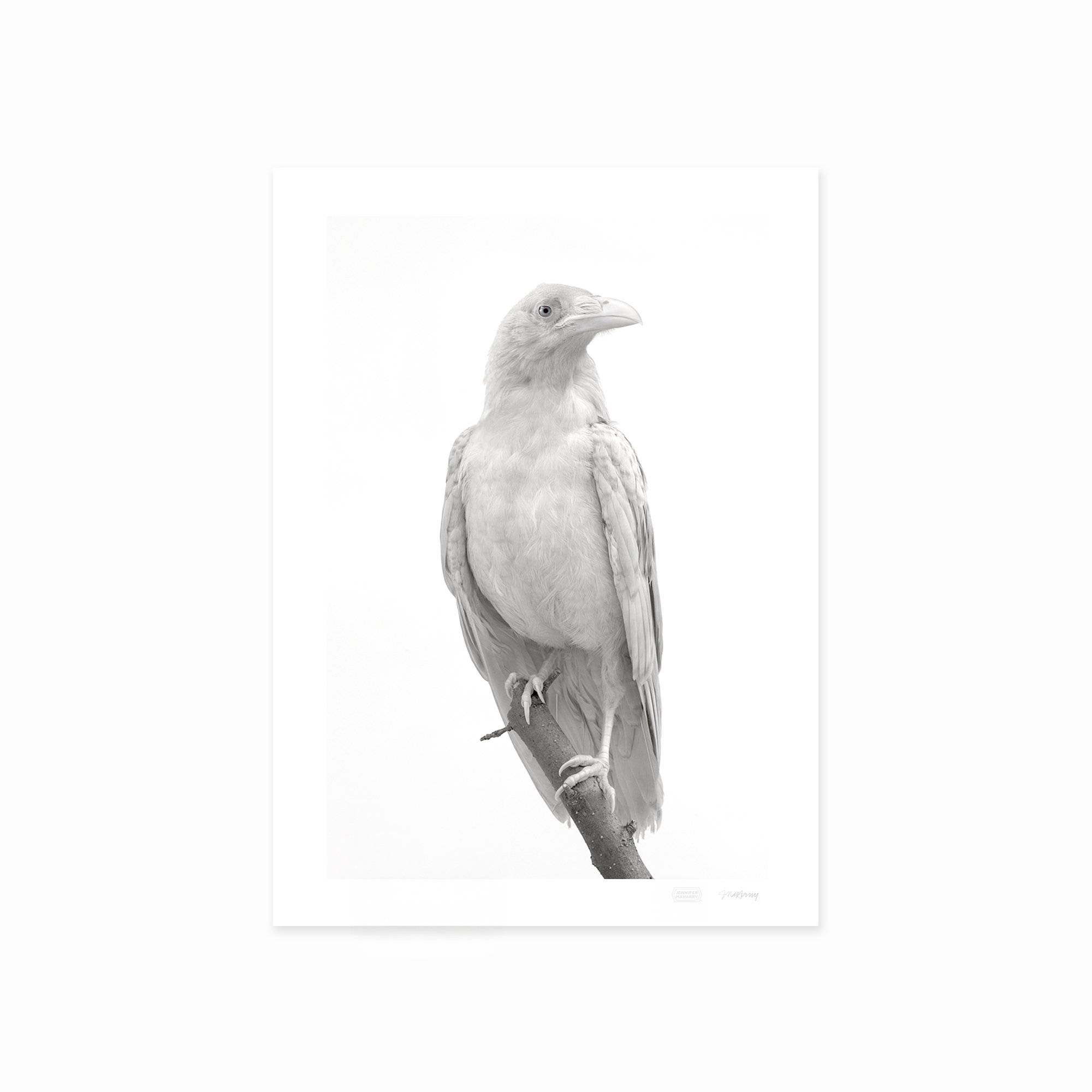 SPIRIT RAVEN PRINT 2000x2000px.jpg