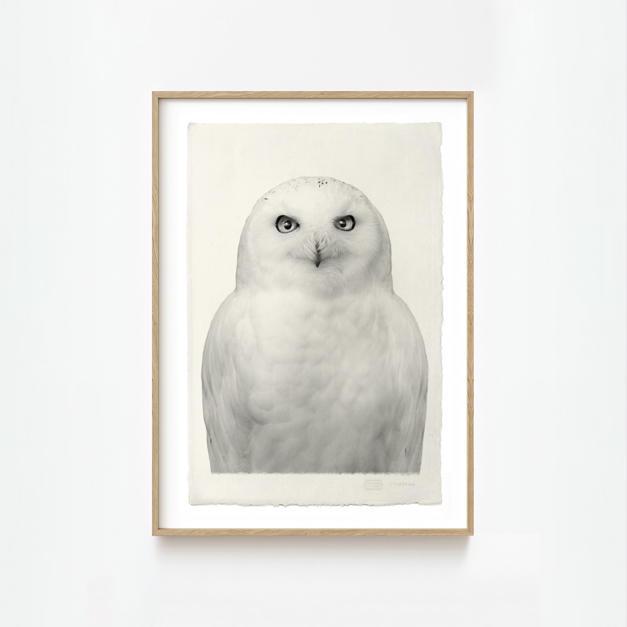 Snowy Owl