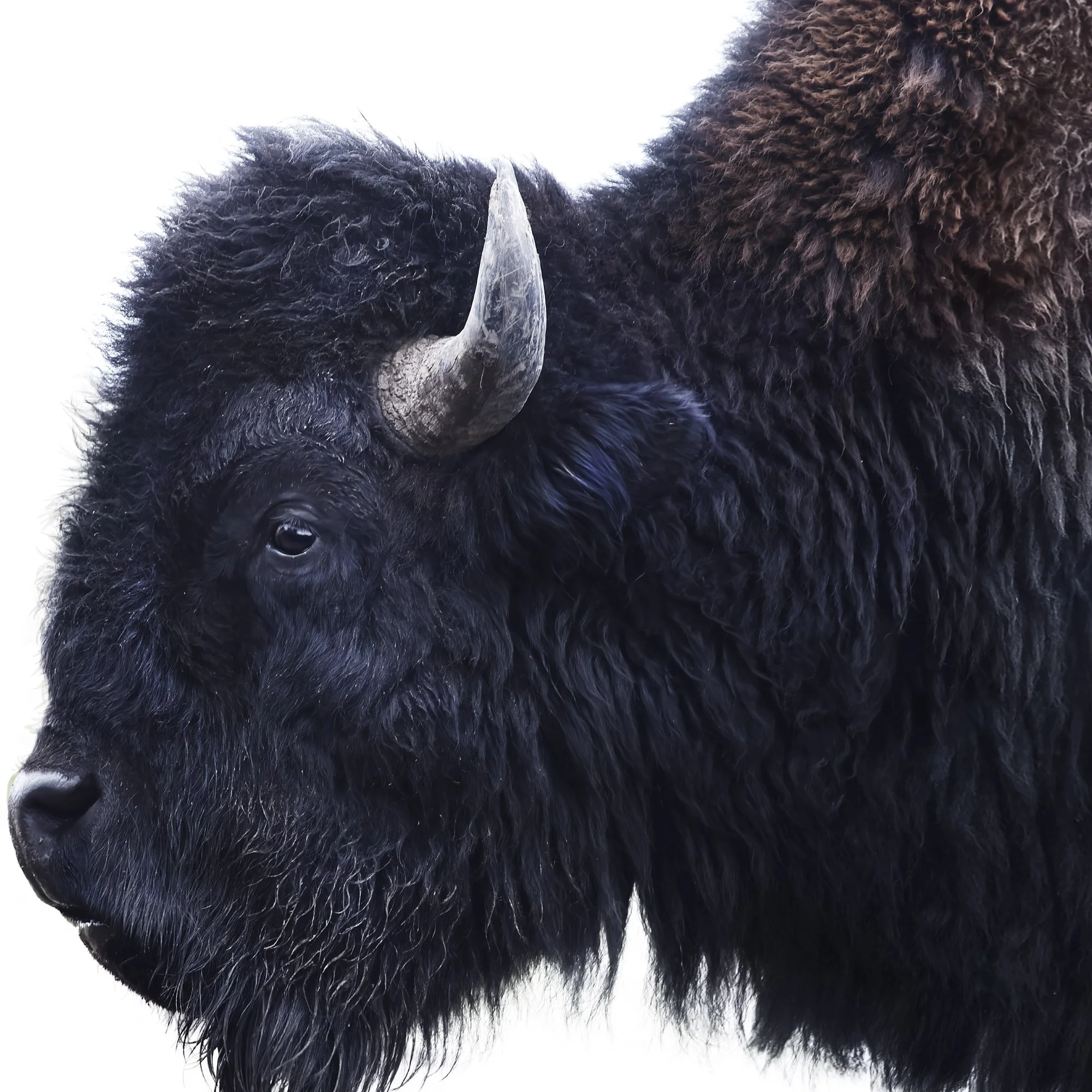 AMERICAN BISON DETAIL 2000x2000px.jpg