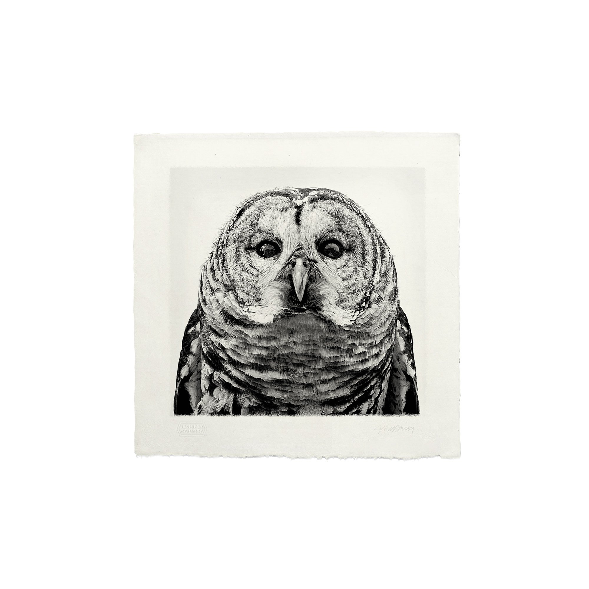 BARRED OWL PRINT 8x8 2000x2000px.jpg