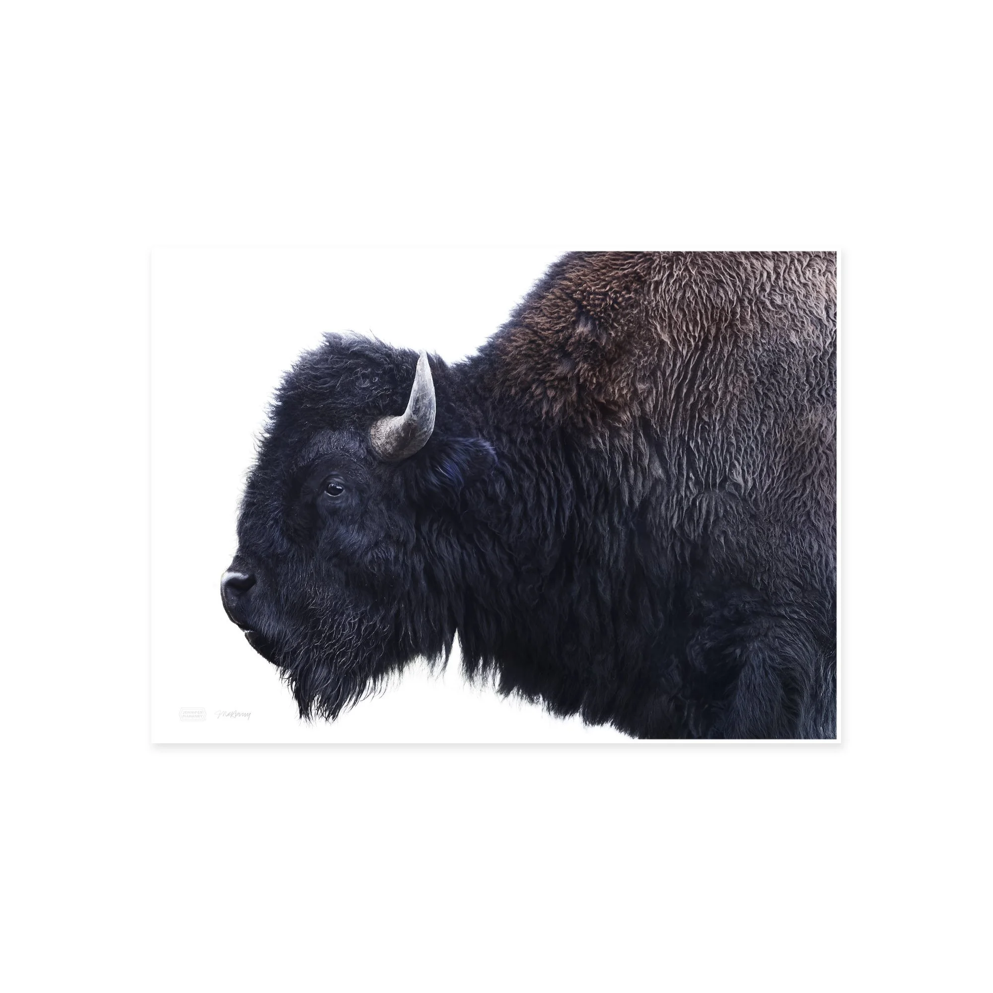 AMERICAN BISON PRINT 2000x2000px.jpg