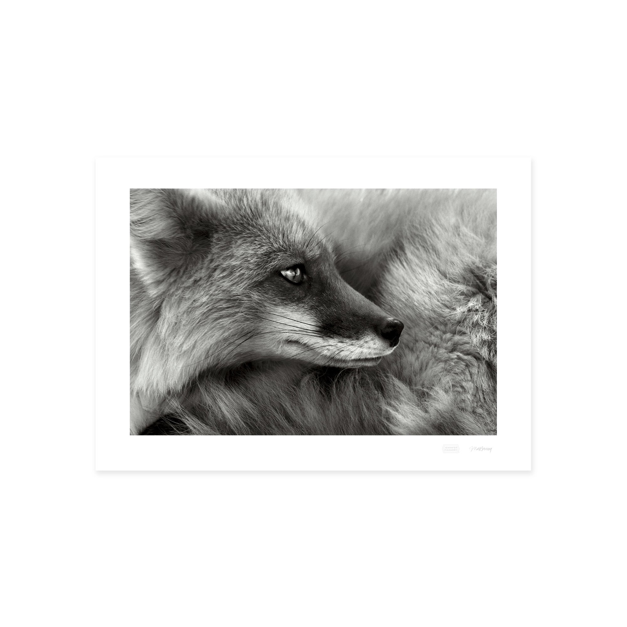 FOX PRINT 2000x2000px.jpg