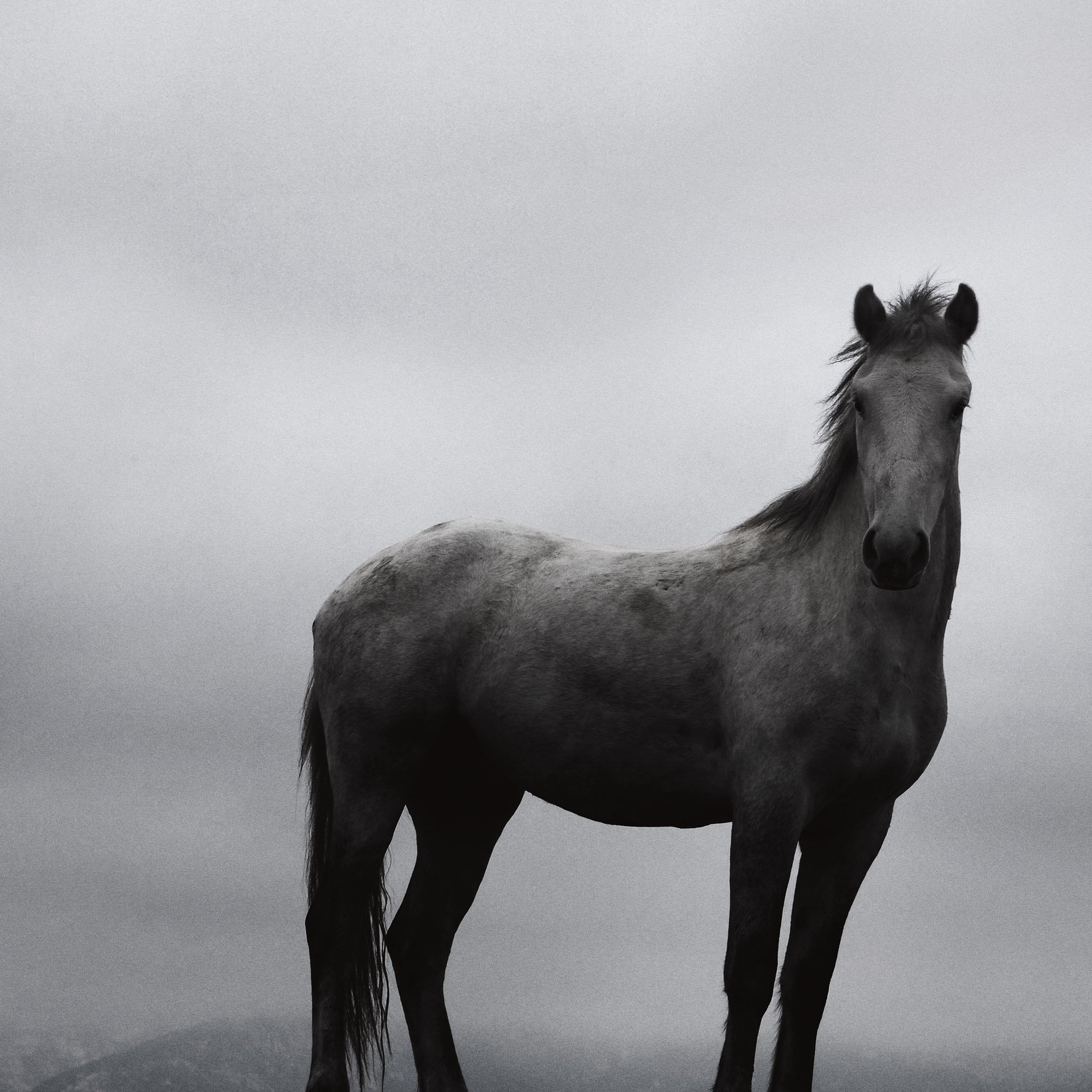 BRAVE DETAIL 2000x2000px.jpg