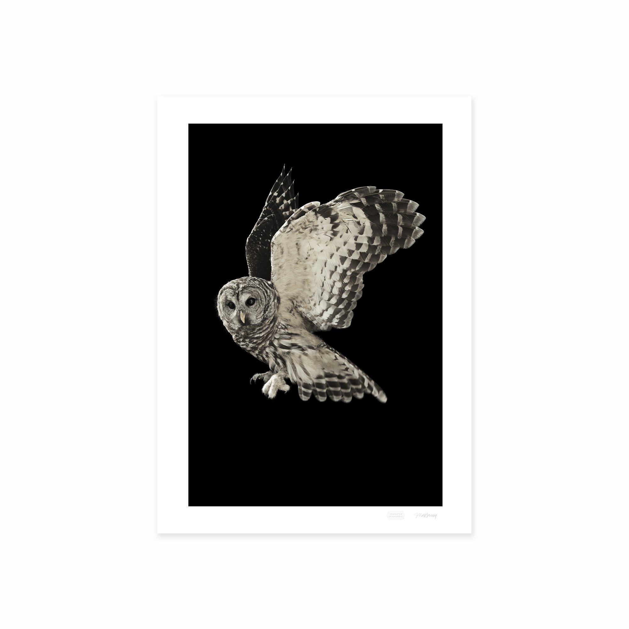 BARRED OWL FLYING PRINT 2000x2000px.jpg