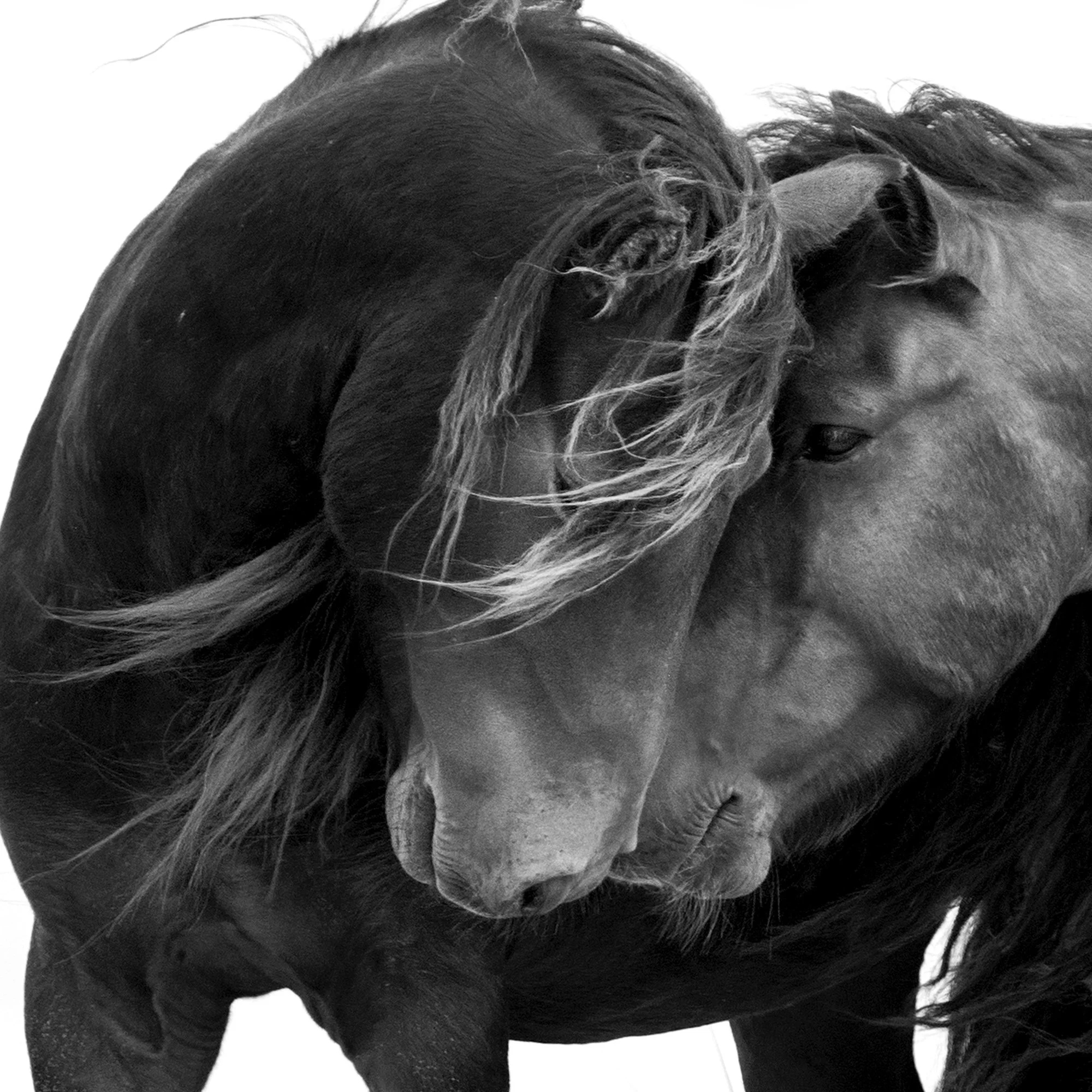 PURE LOVE DETAIL 2000x2000px.jpg