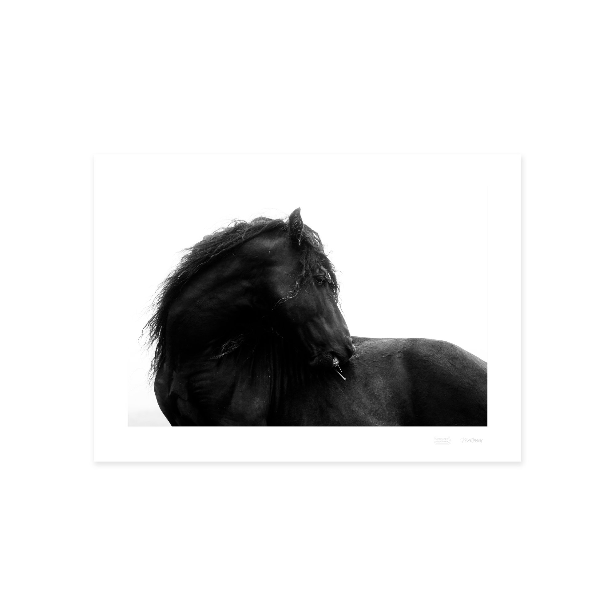 STALLION PROFILE PRINT 2000x2000px.jpg