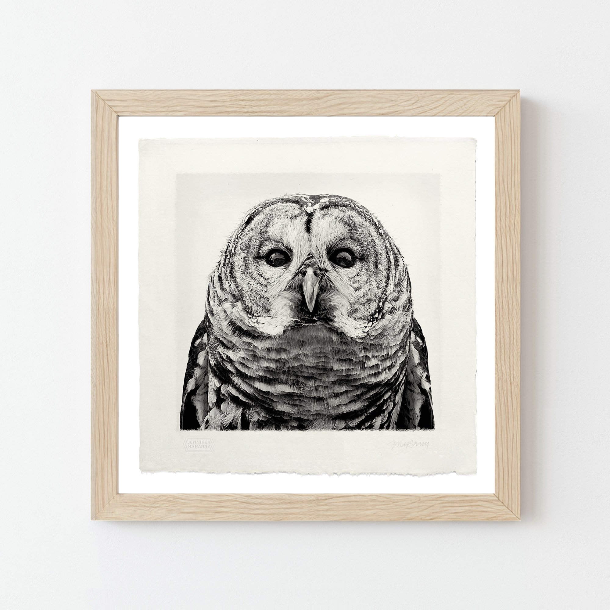 BARRED OWL NATURAL FRAMED 12x12 OWL 2000x2000px.jpg