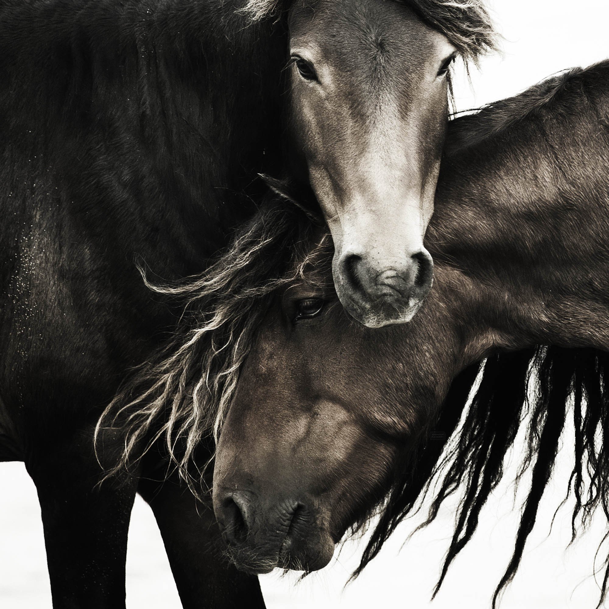 TOGETHER FOREVER DETAIL 2000x2000px.jpg
